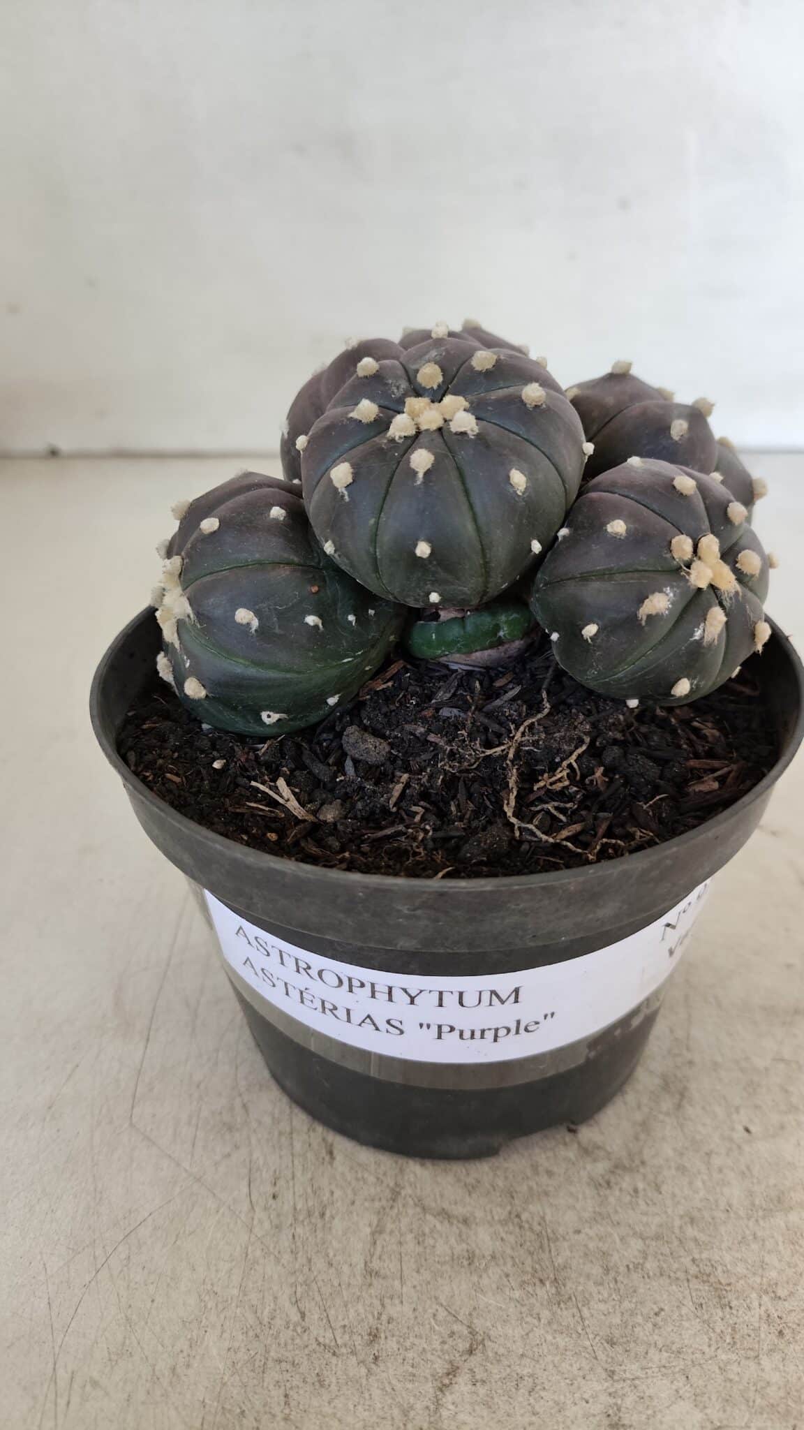 ASTROPHYTUM ASTERIAS “Purple” COLÔNIA  Nº 932 – vaso 11