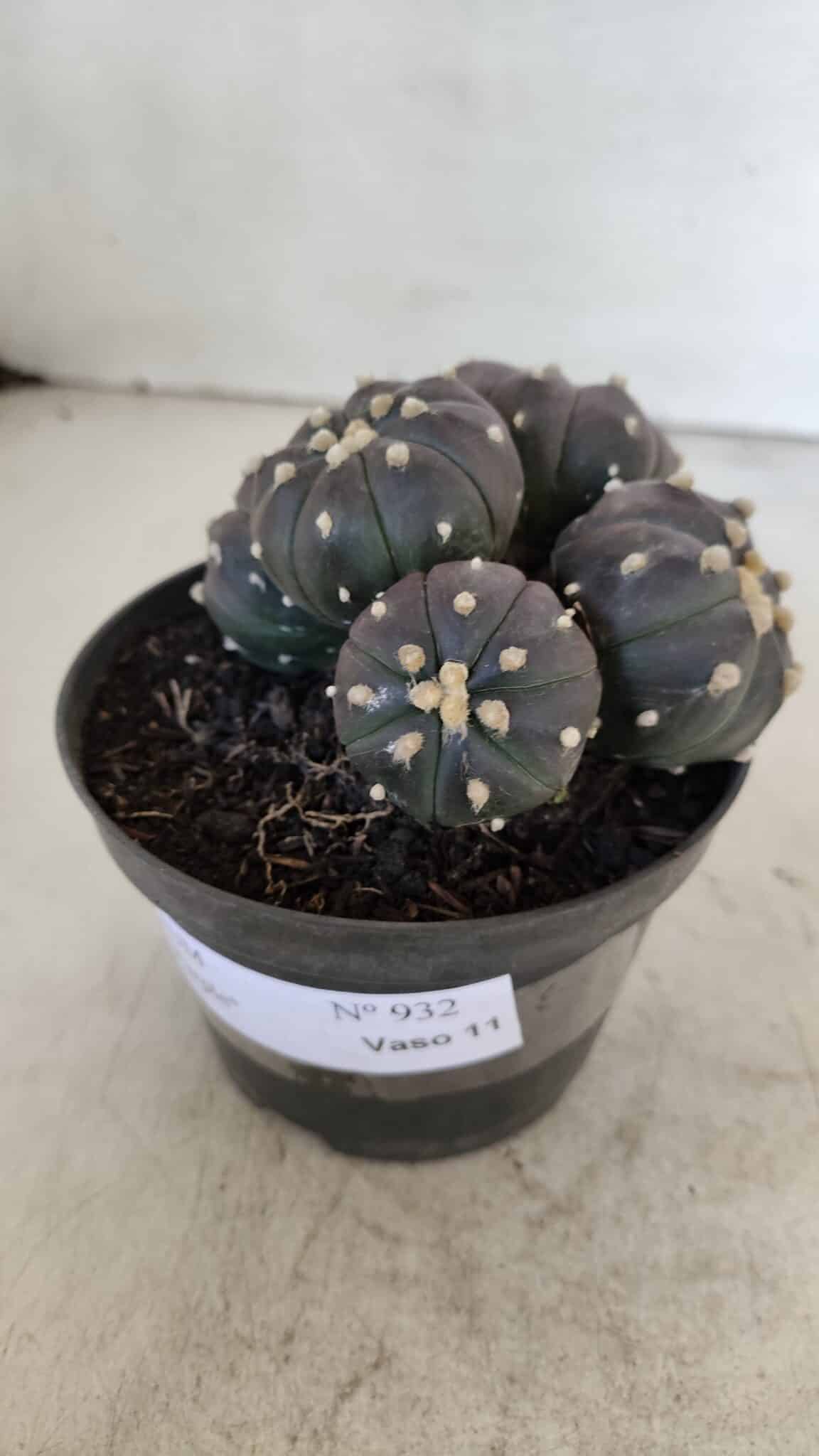 ASTROPHYTUM ASTERIAS “Purple” COLÔNIA  Nº 932 – vaso 11