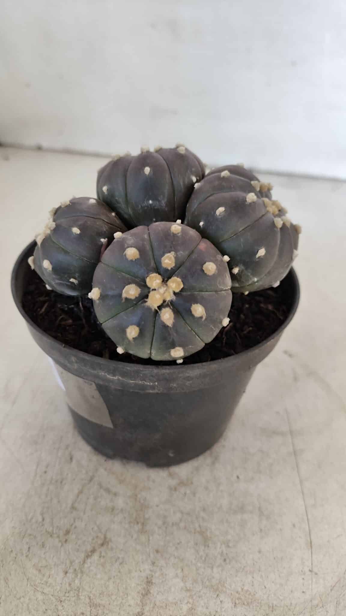 ASTROPHYTUM ASTERIAS “Purple” COLÔNIA  Nº 932 – vaso 11