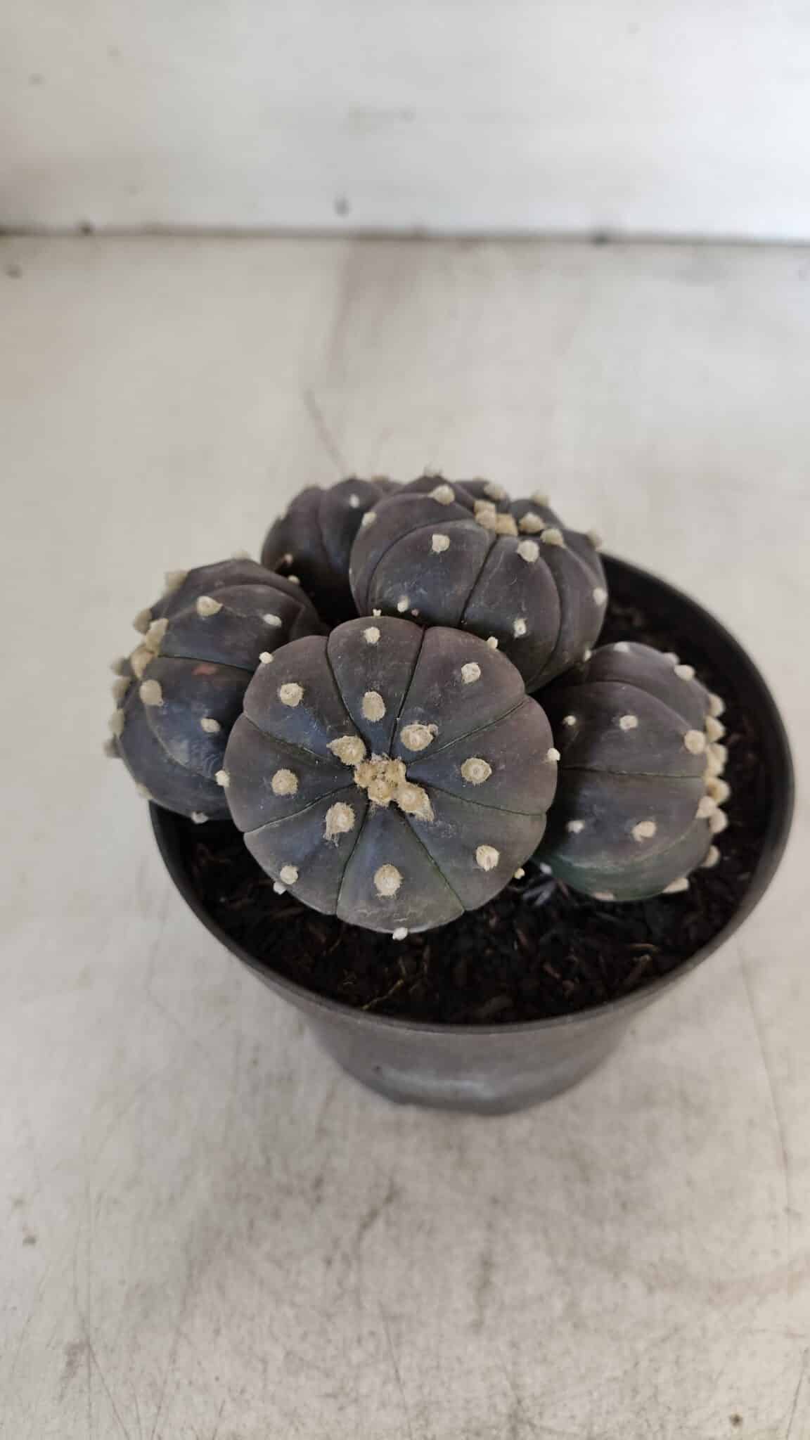 ASTROPHYTUM ASTERIAS “Purple” COLÔNIA  Nº 932 – vaso 11