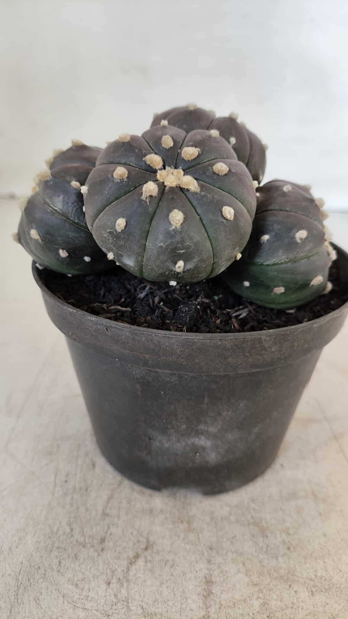 ASTROPHYTUM ASTERIAS “Purple” COLÔNIA  Nº 932 – vaso 11