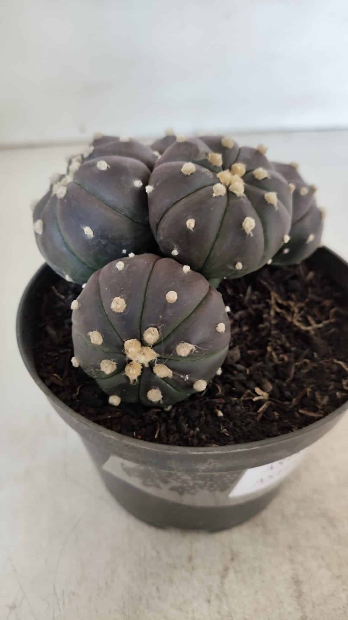 ASTROPHYTUM ASTERIAS “Purple” COLÔNIA  Nº 932 – vaso 11