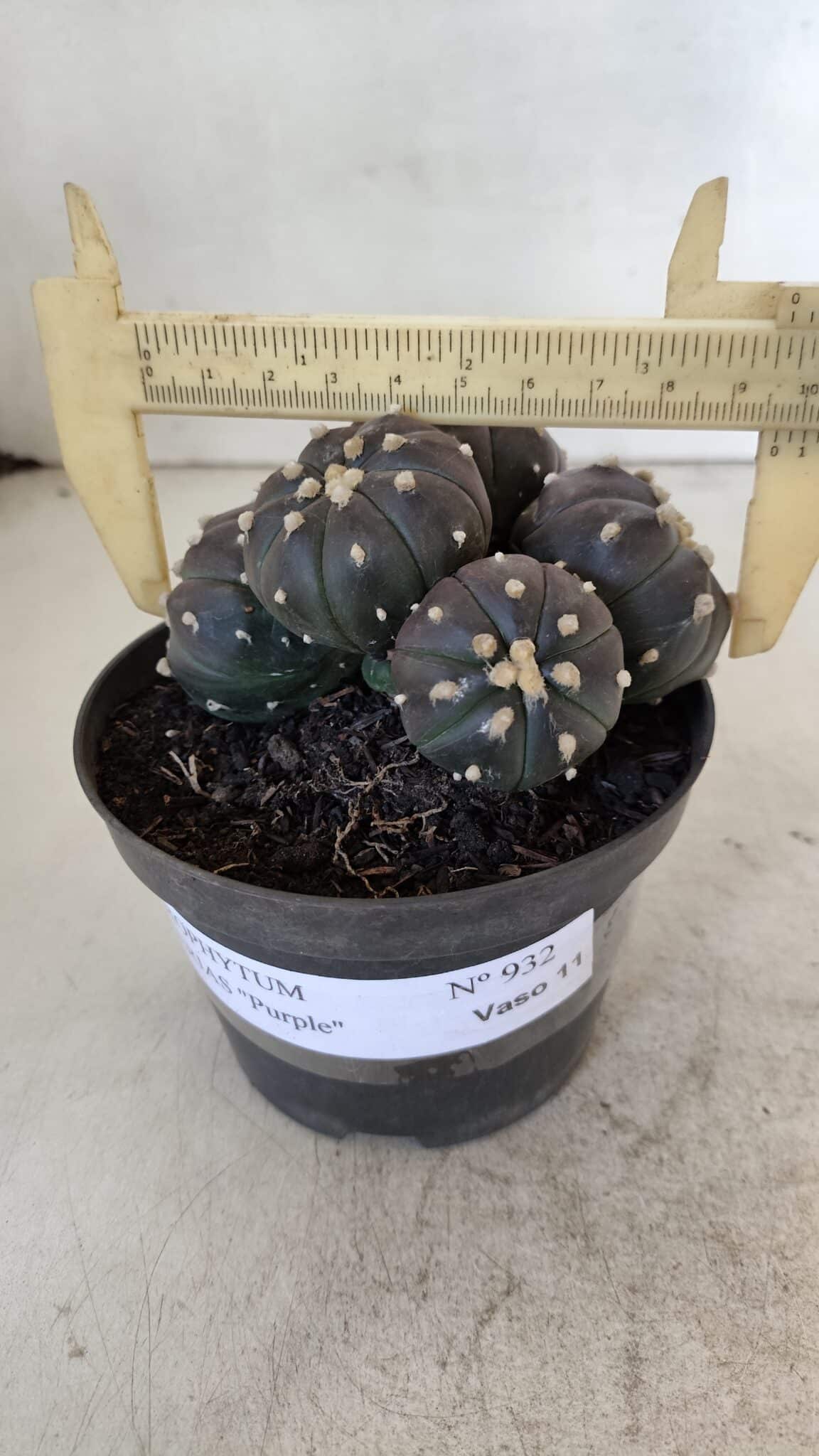 ASTROPHYTUM ASTERIAS “Purple” COLÔNIA  Nº 932 – vaso 11