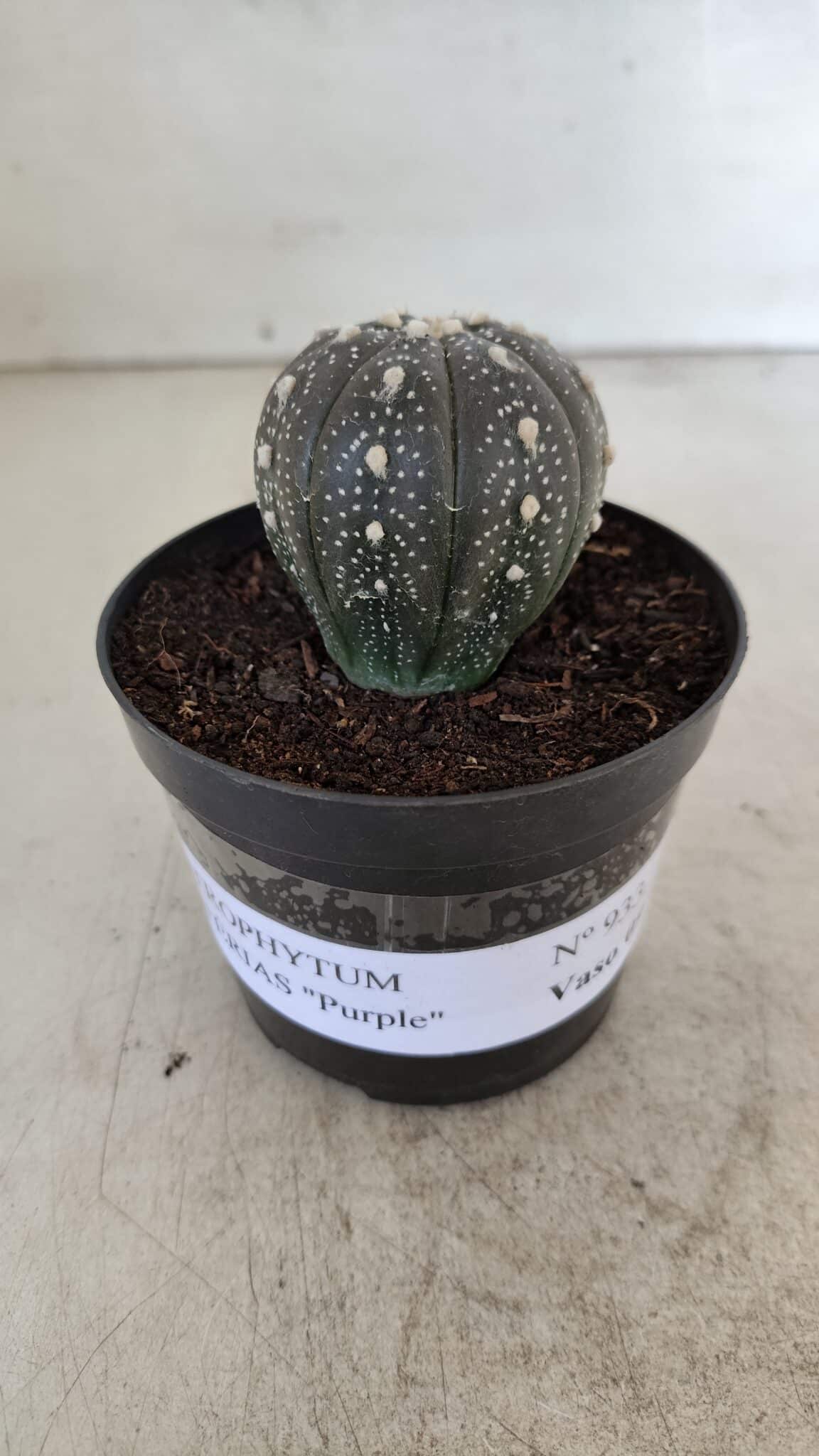 ASTROPHYTUM ASTERIAS “Purple”  Nº 933 – vaso 09