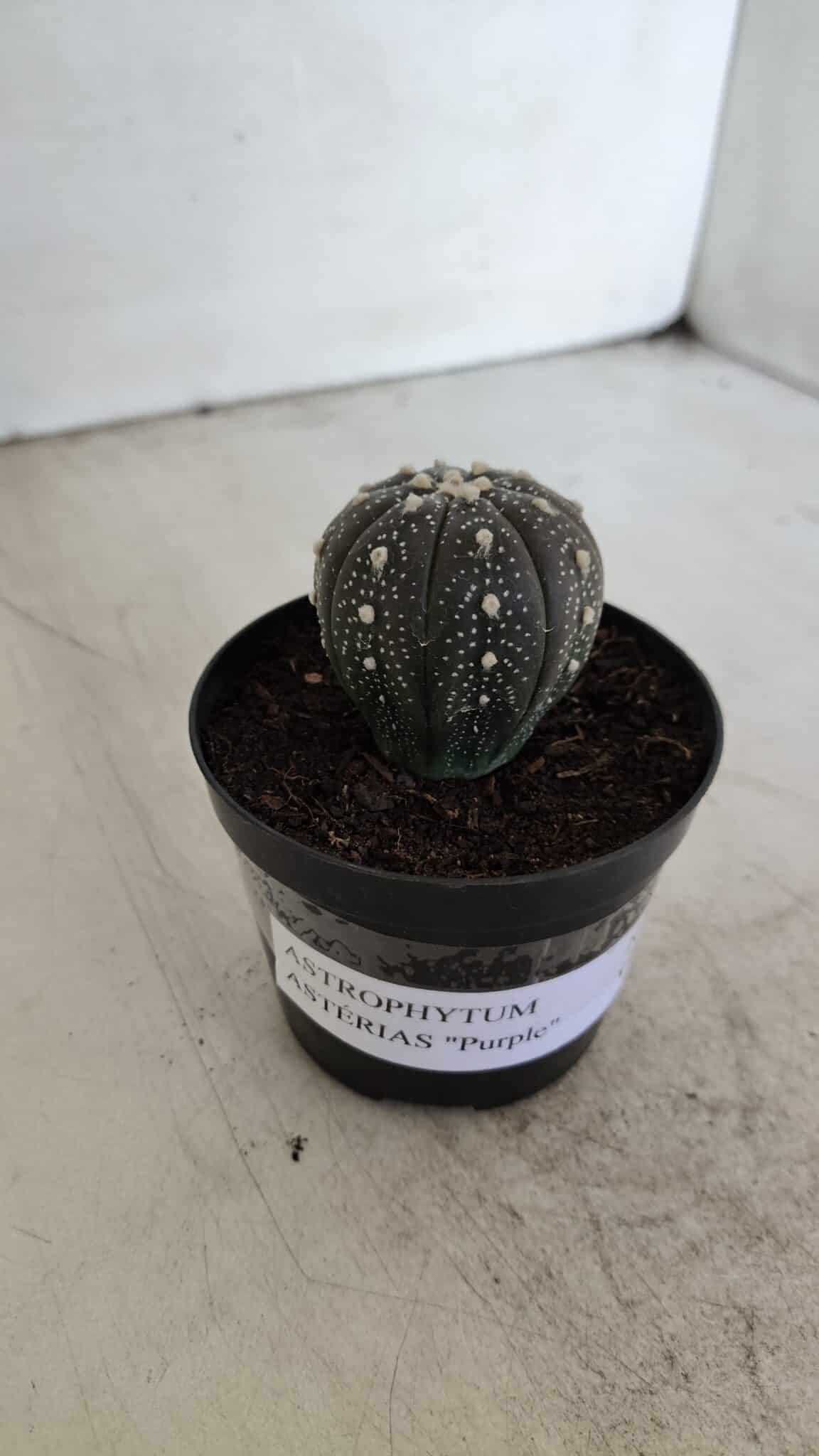 ASTROPHYTUM ASTERIAS “Purple”  Nº 933 – vaso 09