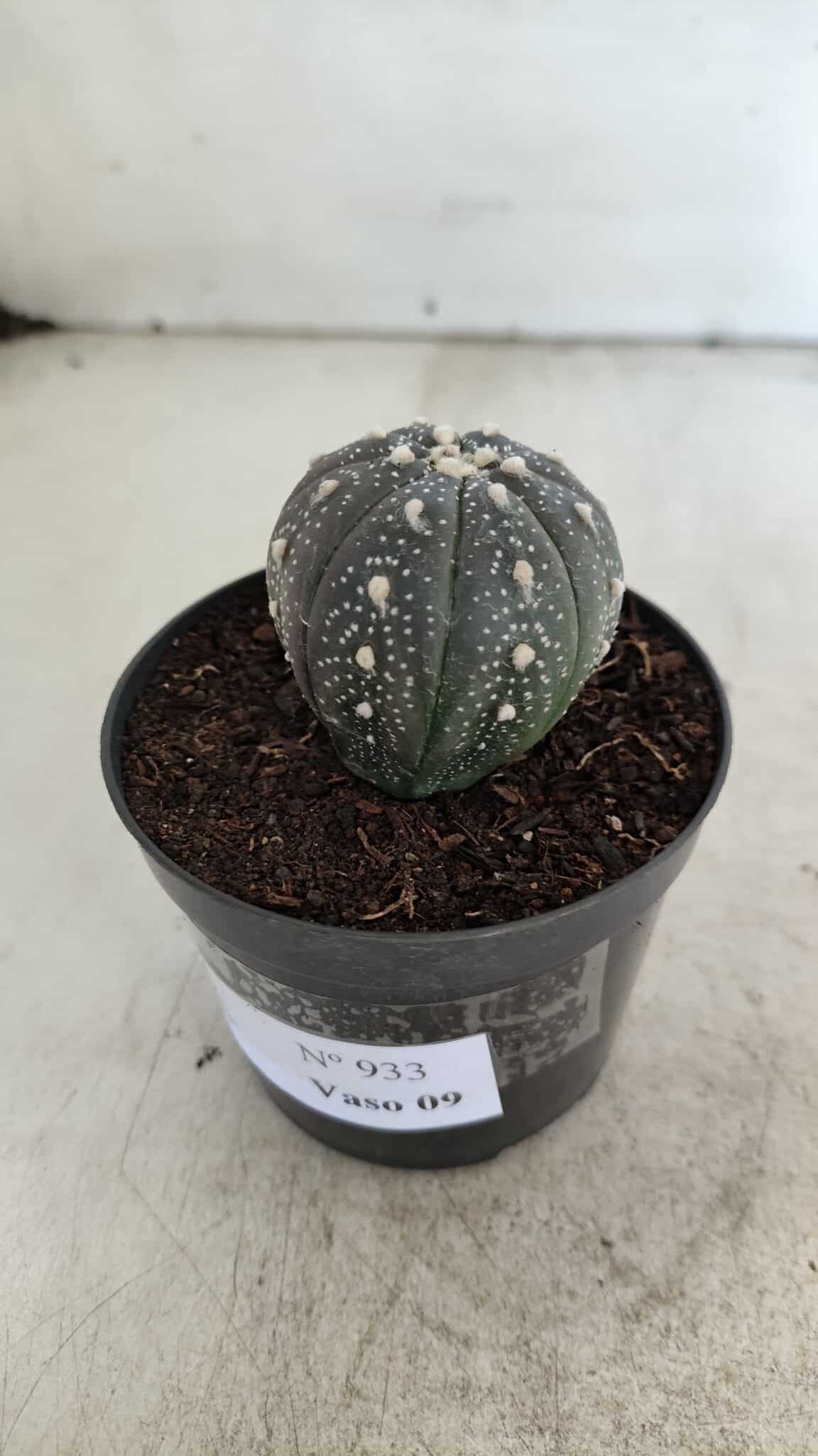 ASTROPHYTUM ASTERIAS “Purple”  Nº 933 – vaso 09