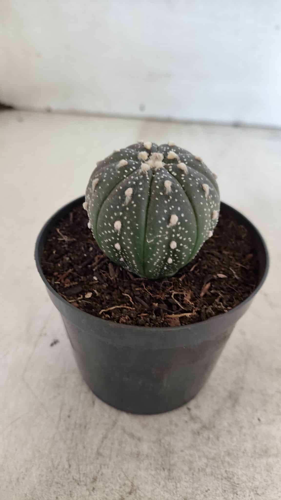 ASTROPHYTUM ASTERIAS “Purple”  Nº 933 – vaso 09