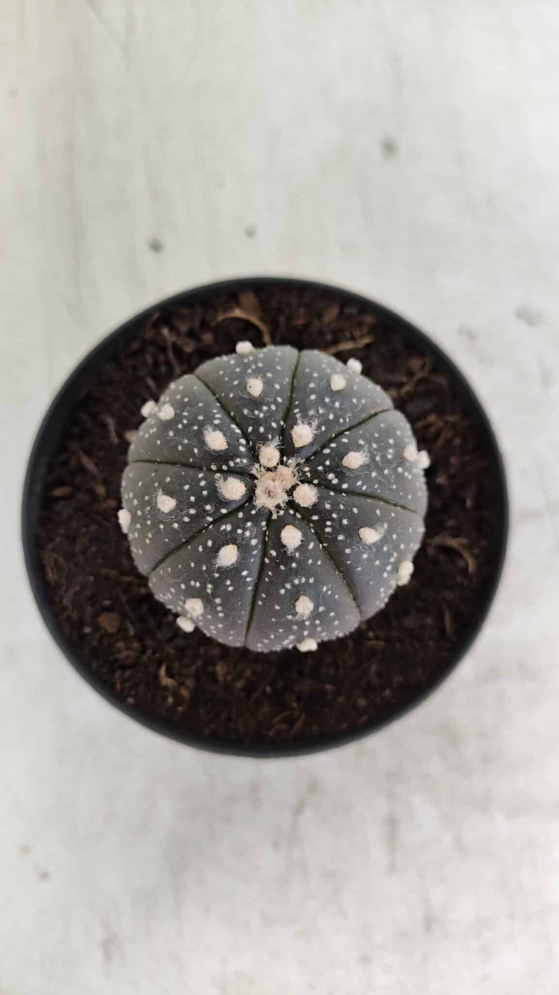 ASTROPHYTUM ASTERIAS “Purple”  Nº 933 – vaso 09