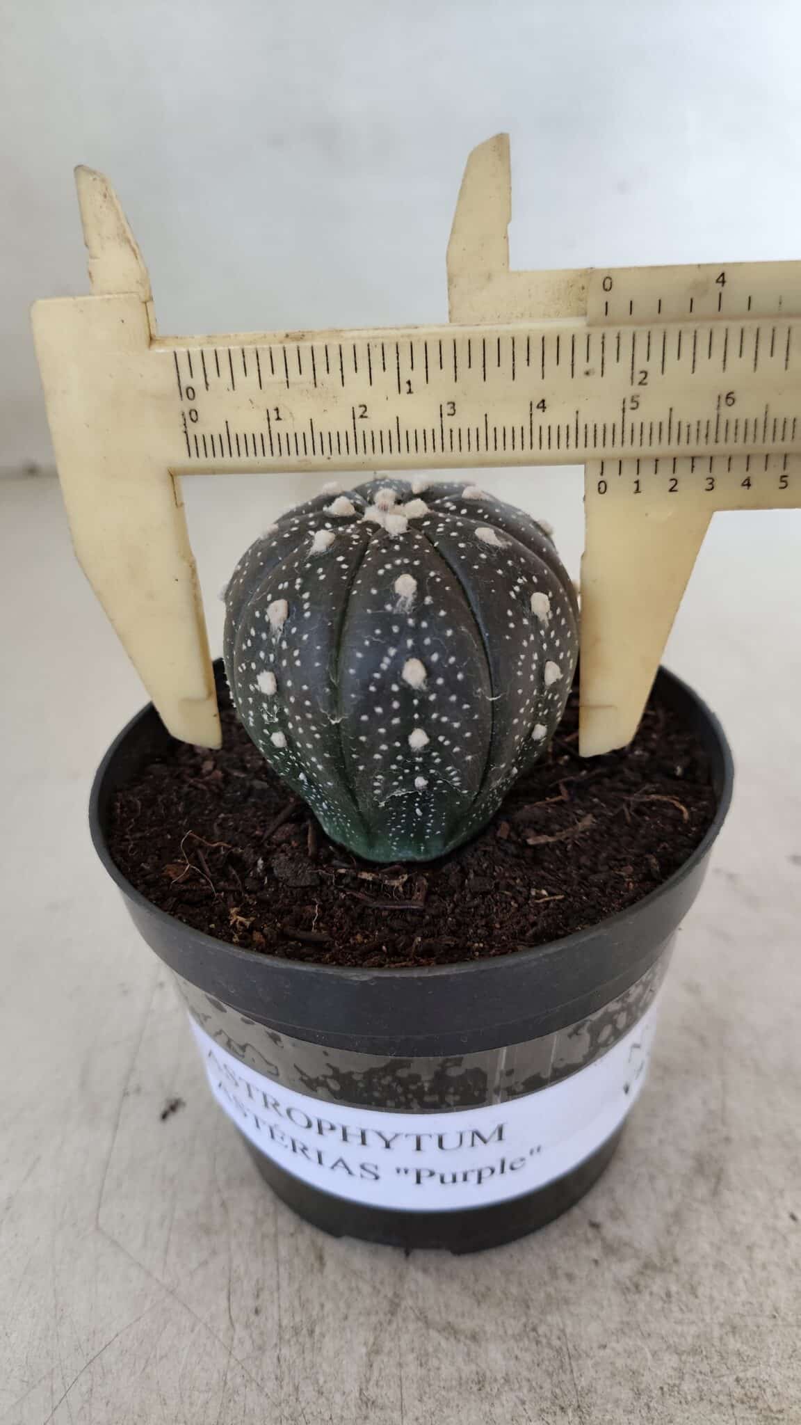 ASTROPHYTUM ASTERIAS “Purple”  Nº 933 – vaso 09