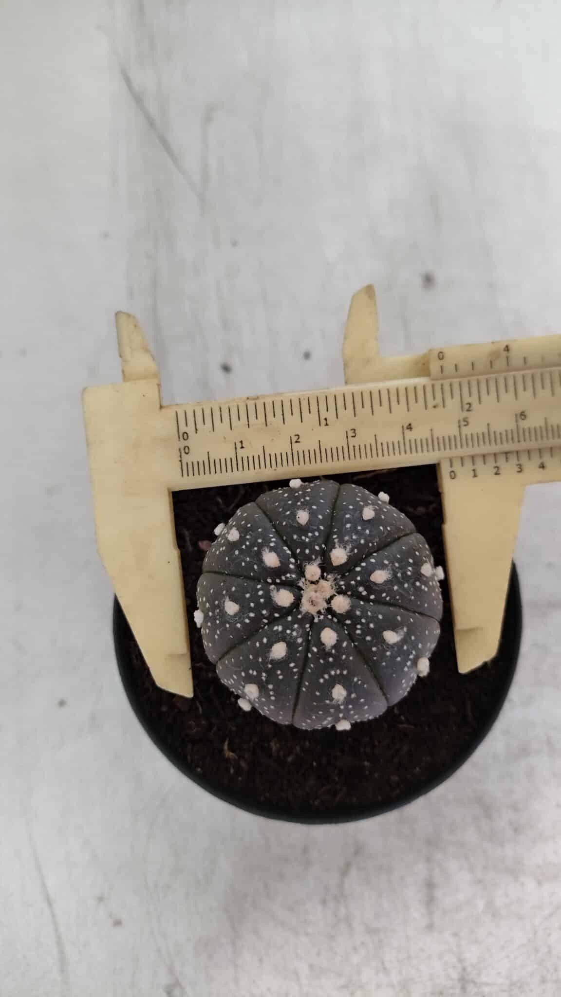 ASTROPHYTUM ASTERIAS “Purple”  Nº 933 – vaso 09