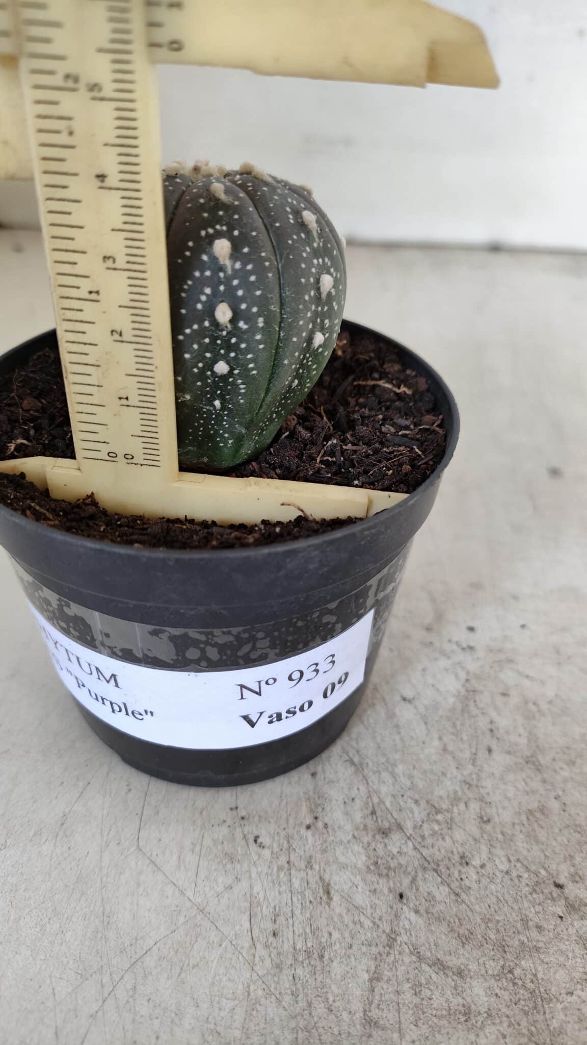 ASTROPHYTUM ASTERIAS “Purple”  Nº 933 – vaso 09