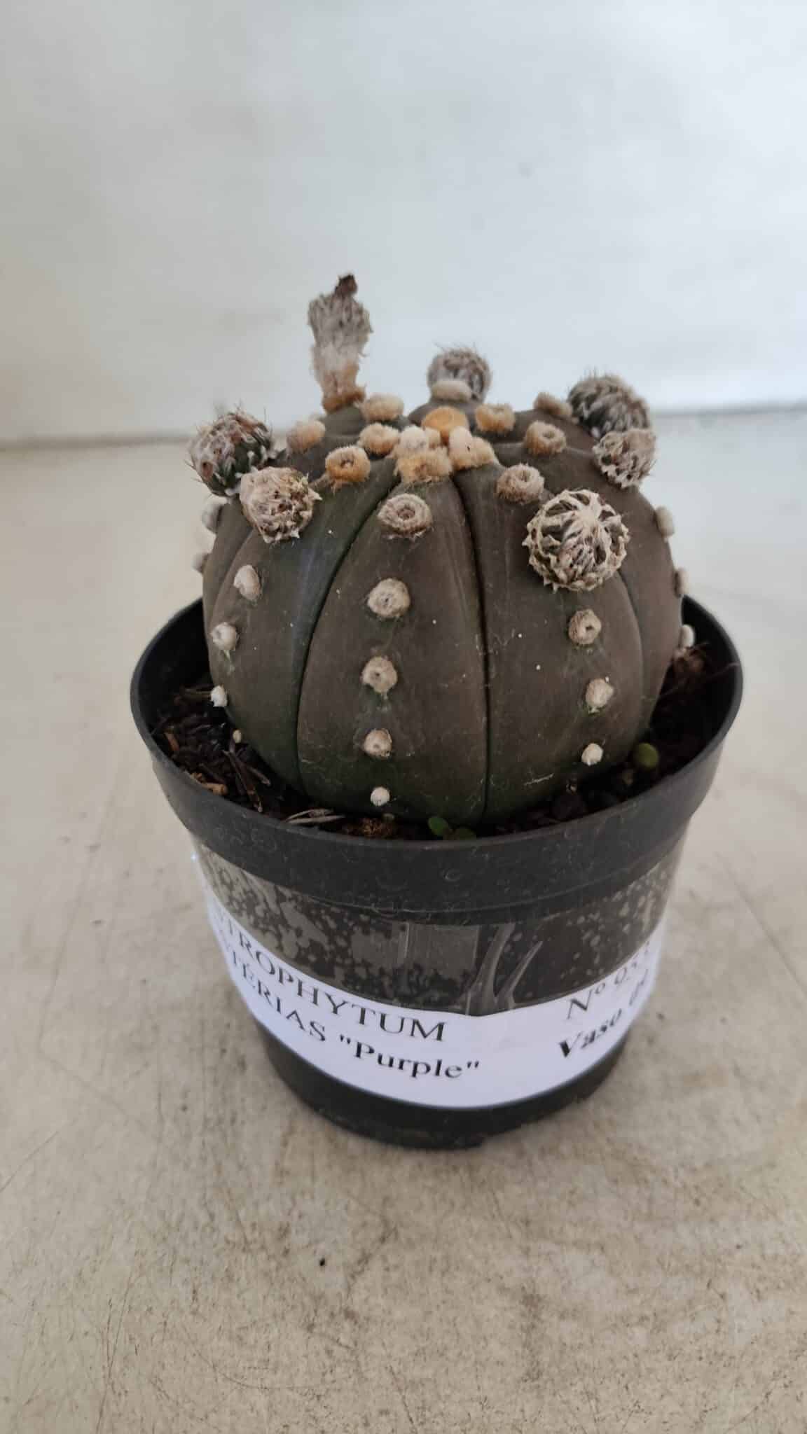 ASTROPHYTUM ASTERIAS “Purple”  Nº 953 – vaso 09