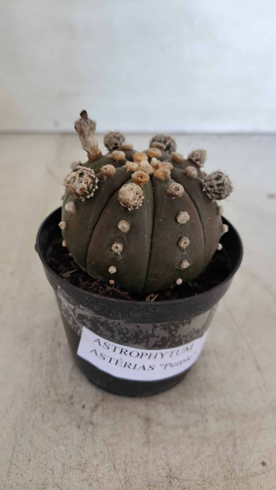 ASTROPHYTUM ASTERIAS “Purple”  Nº 953 – vaso 09
