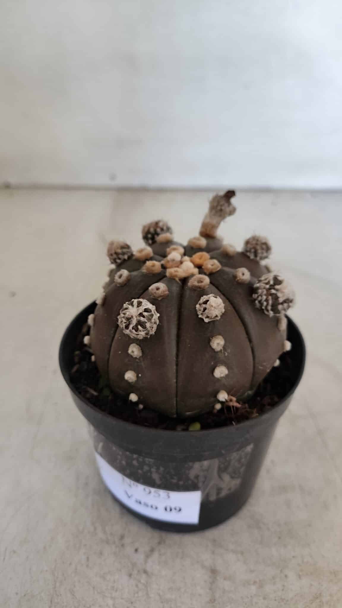 ASTROPHYTUM ASTERIAS “Purple”  Nº 953 – vaso 09