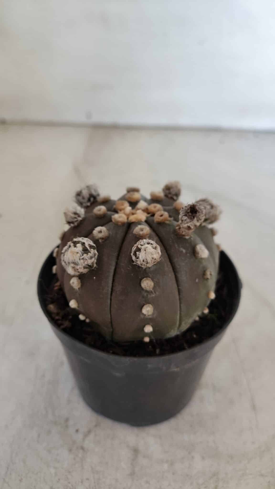 ASTROPHYTUM ASTERIAS “Purple”  Nº 953 – vaso 09