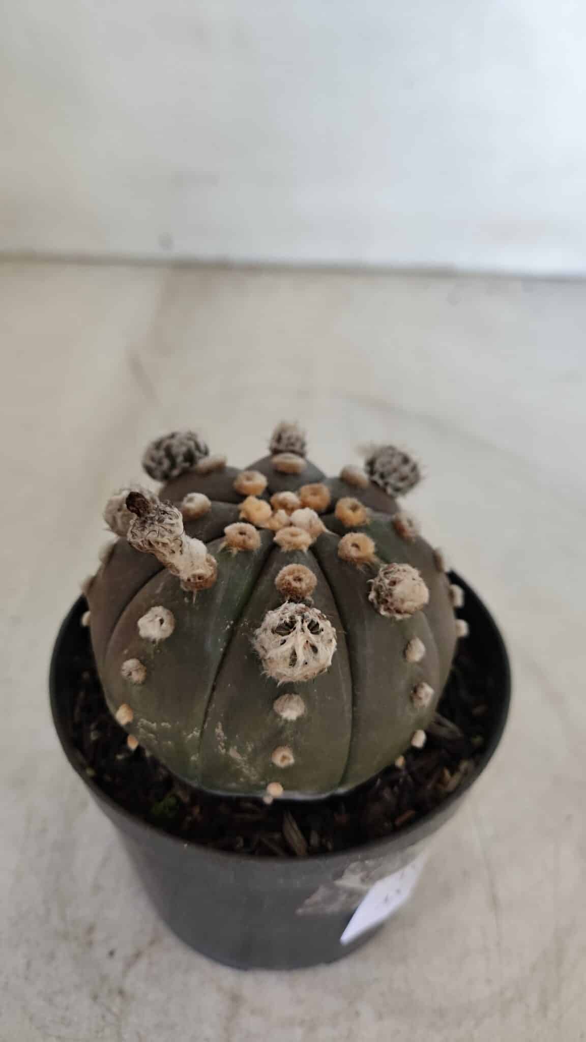 ASTROPHYTUM ASTERIAS “Purple”  Nº 953 – vaso 09