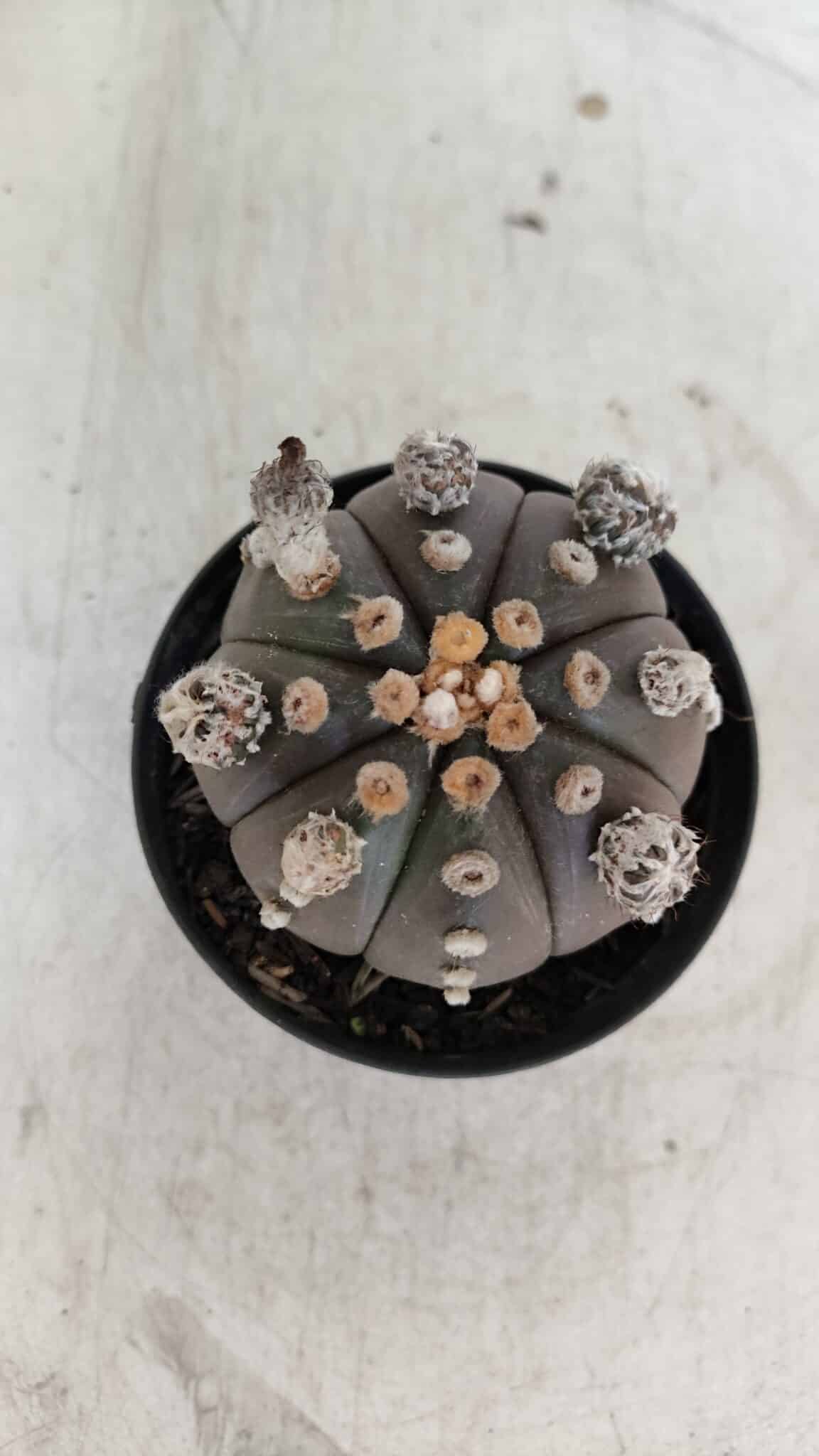 ASTROPHYTUM ASTERIAS “Purple”  Nº 953 – vaso 09