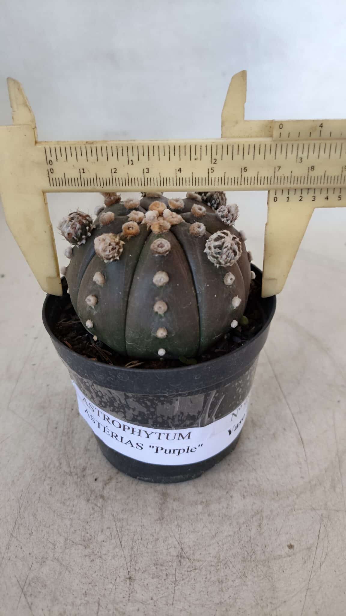 ASTROPHYTUM ASTERIAS “Purple”  Nº 953 – vaso 09