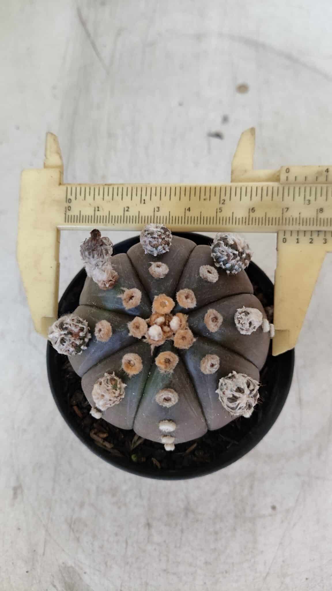 ASTROPHYTUM ASTERIAS “Purple”  Nº 953 – vaso 09