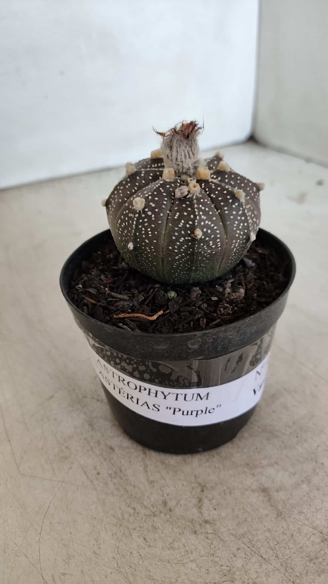 ASTROPHYTUM ASTERIAS “Purple”  Nº 954 – vaso 09