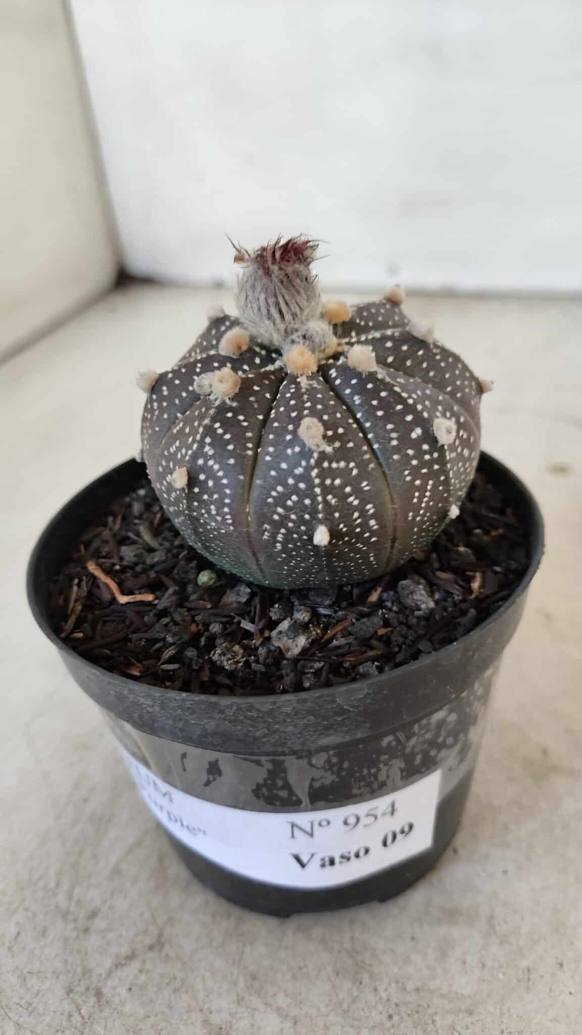 ASTROPHYTUM ASTERIAS “Purple”  Nº 954 – vaso 09