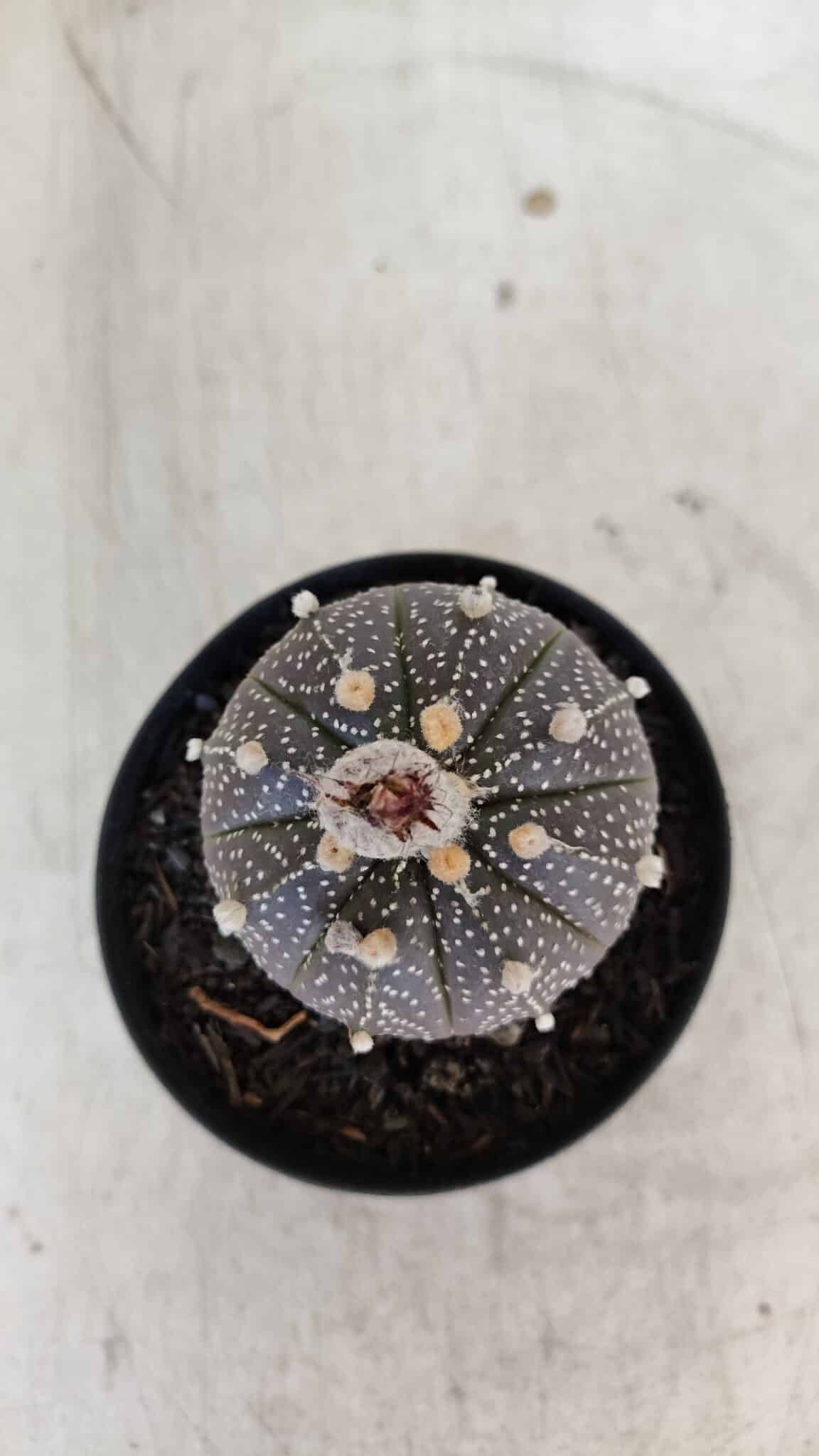 ASTROPHYTUM ASTERIAS “Purple”  Nº 954 – vaso 09