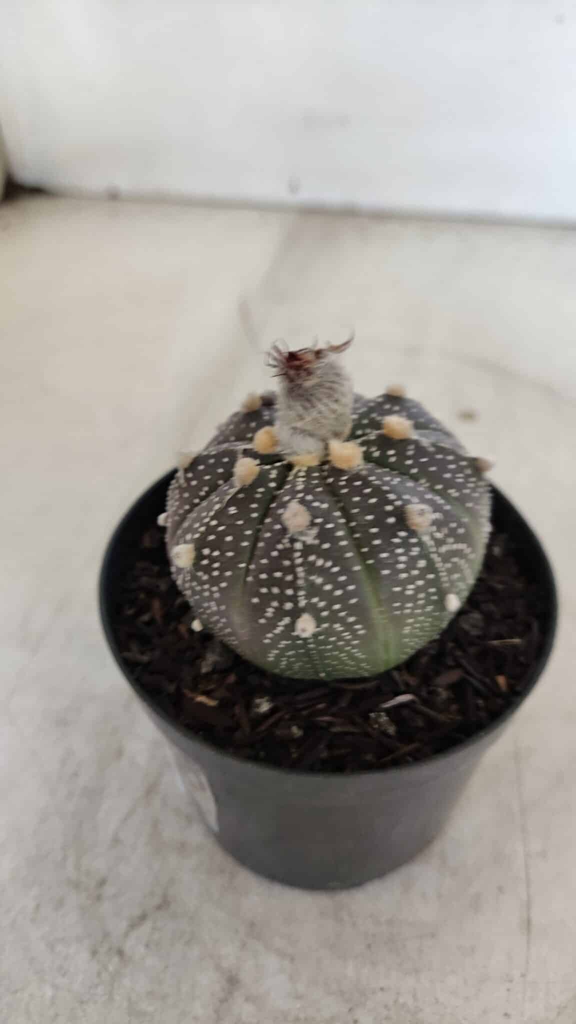 ASTROPHYTUM ASTERIAS “Purple”  Nº 954 – vaso 09