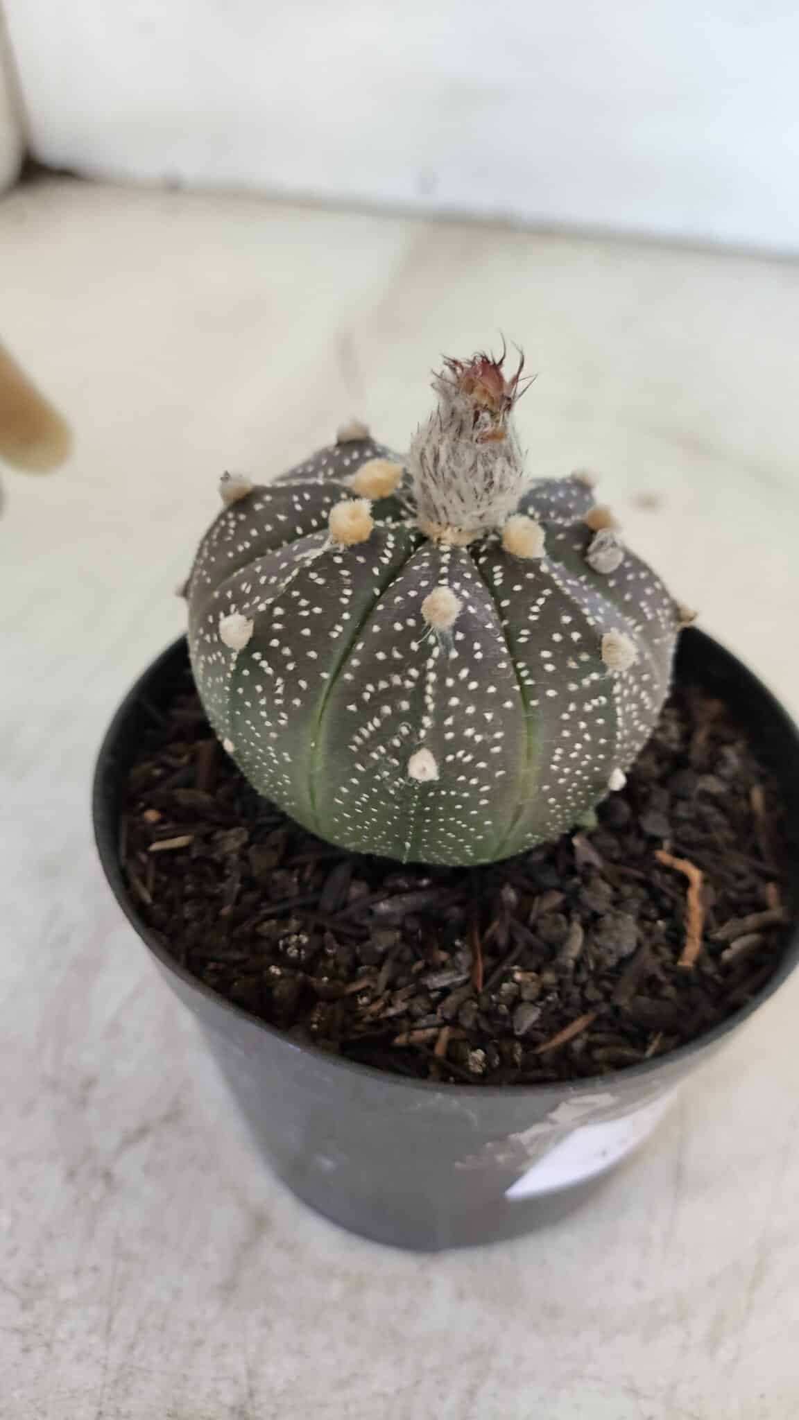 ASTROPHYTUM ASTERIAS “Purple”  Nº 954 – vaso 09