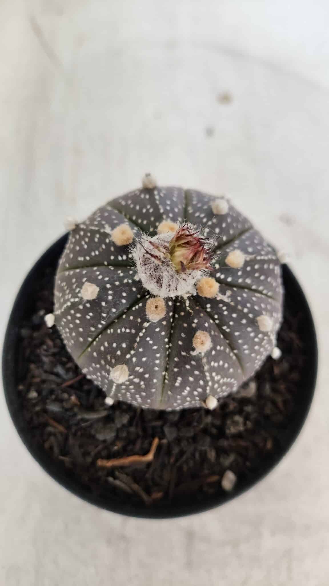 ASTROPHYTUM ASTERIAS “Purple”  Nº 954 – vaso 09