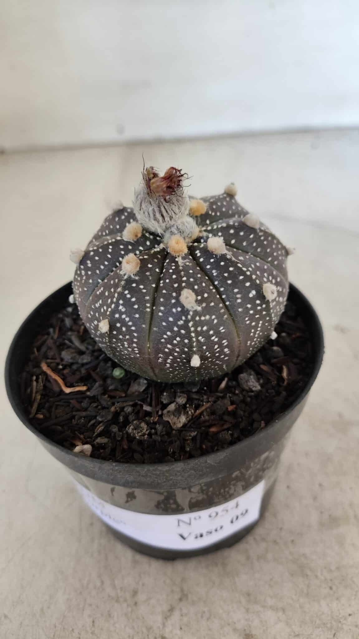 ASTROPHYTUM ASTERIAS “Purple”  Nº 954 – vaso 09