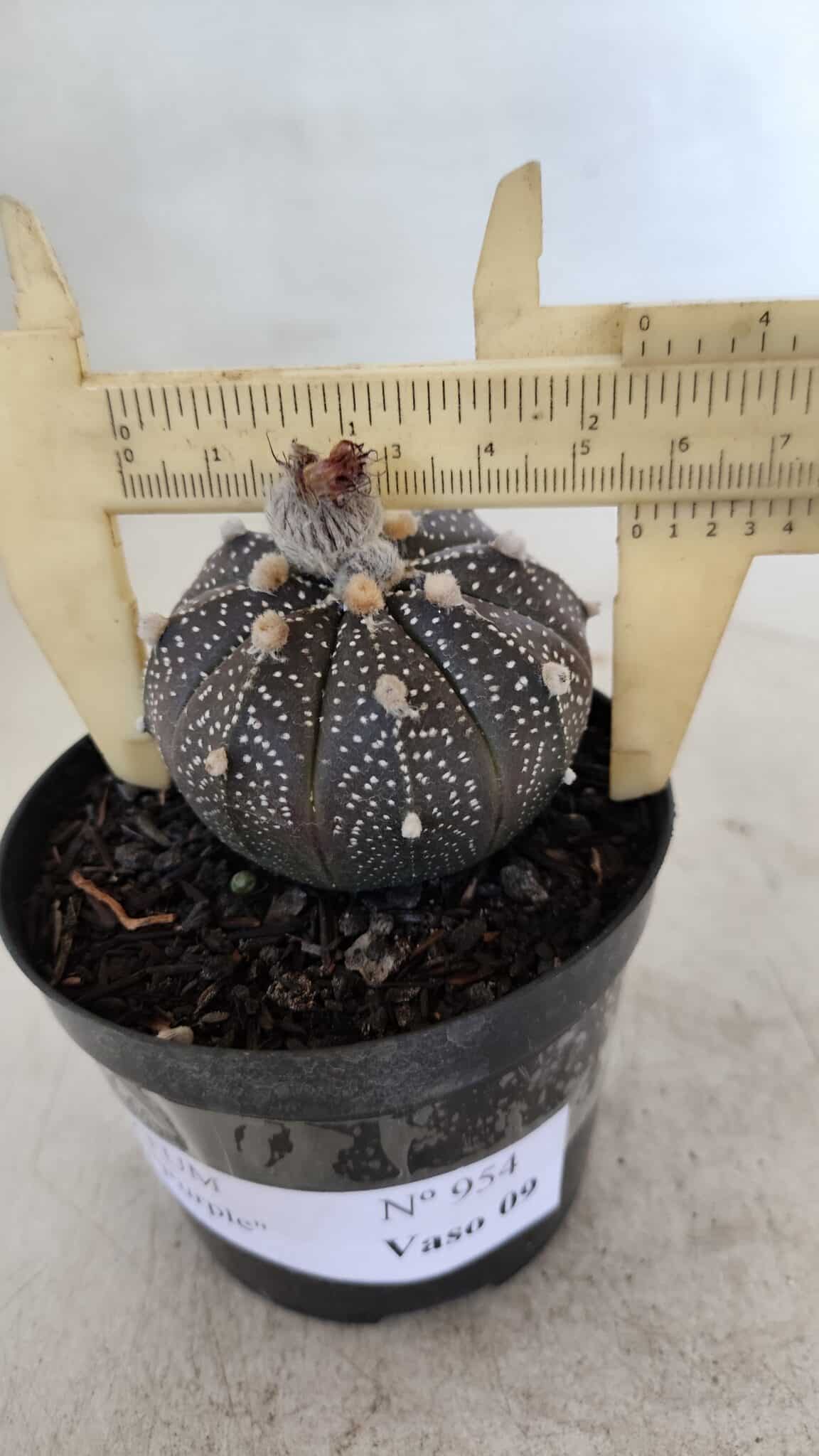ASTROPHYTUM ASTERIAS “Purple”  Nº 954 – vaso 09