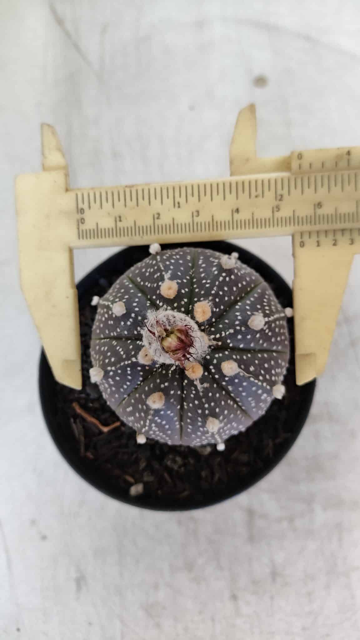 ASTROPHYTUM ASTERIAS “Purple”  Nº 954 – vaso 09