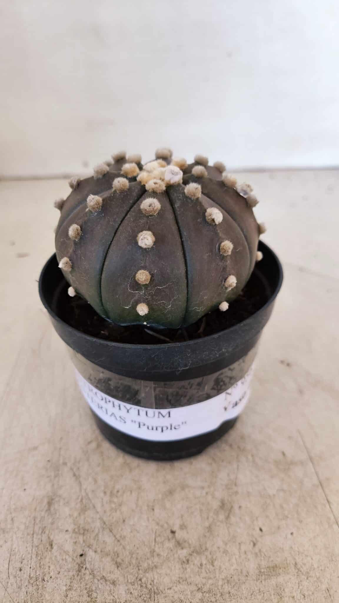 ASTROPHYTUM ASTERIAS “Purple”  Nº 956 – vaso 09