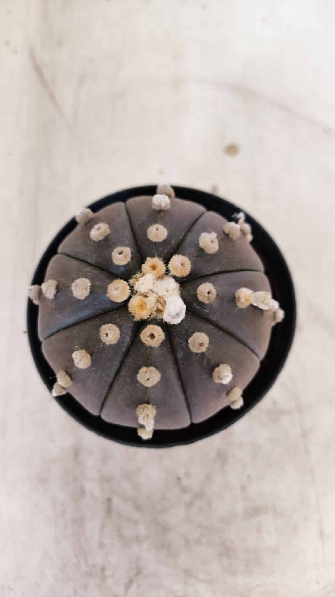 ASTROPHYTUM ASTERIAS “Purple”  Nº 956 – vaso 09