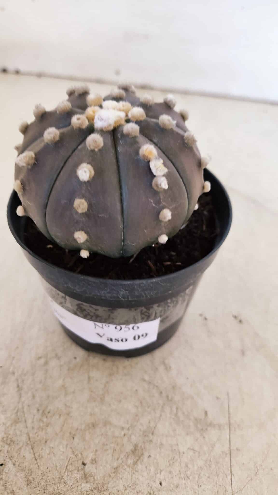 ASTROPHYTUM ASTERIAS “Purple”  Nº 956 – vaso 09