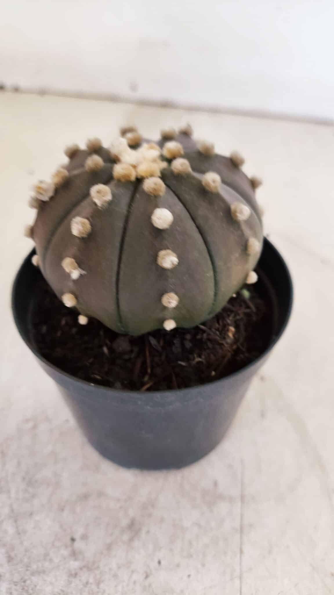 ASTROPHYTUM ASTERIAS “Purple”  Nº 956 – vaso 09