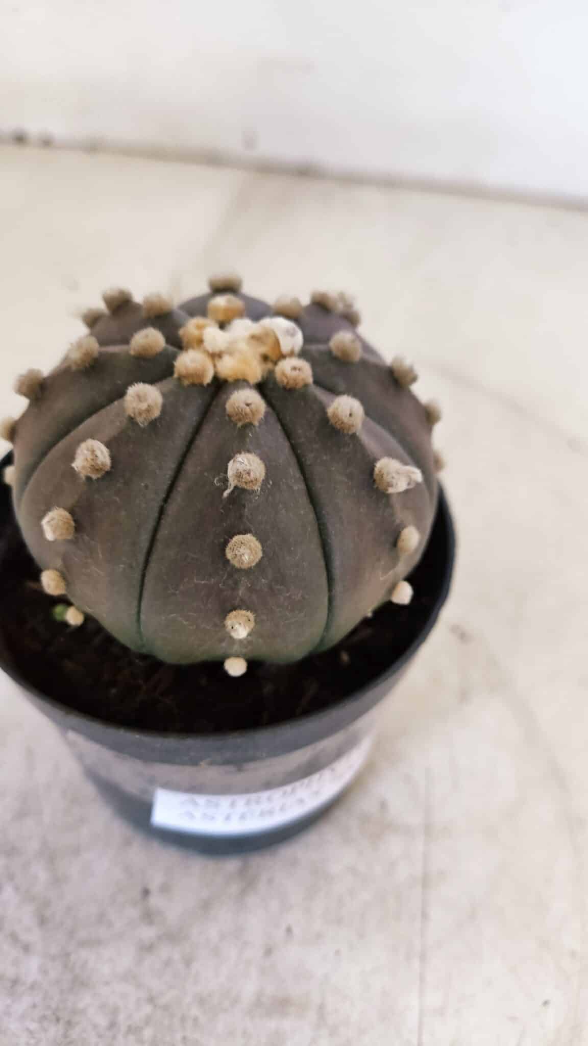 ASTROPHYTUM ASTERIAS “Purple”  Nº 956 – vaso 09
