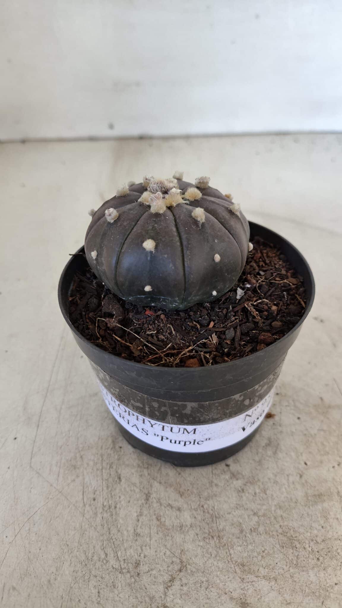 ASTROPHYTUM ASTERIAS “Purple”  Nº 957 – vaso 09 - foto 4