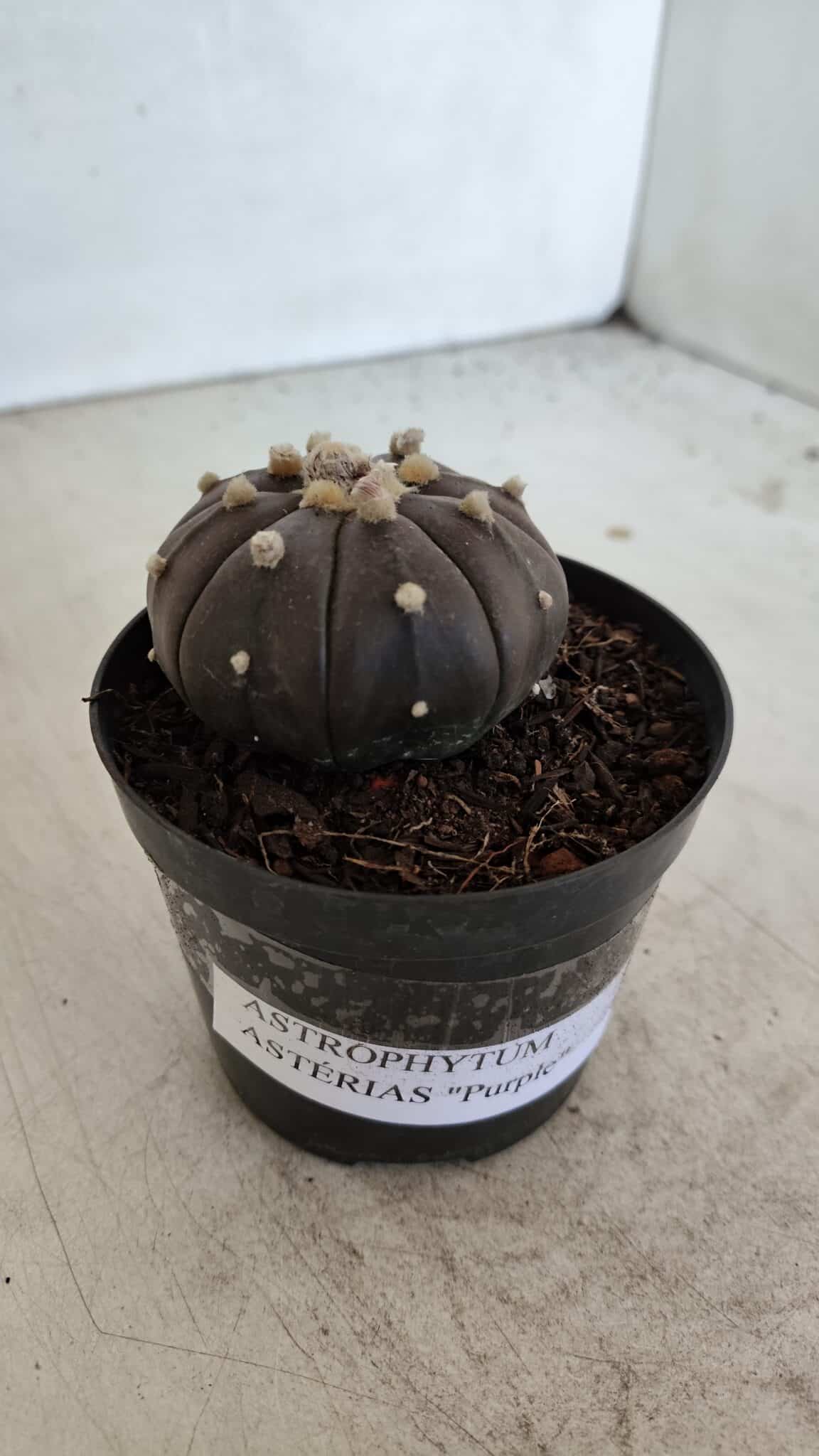 ASTROPHYTUM ASTERIAS “Purple”  Nº 957 – vaso 09 - foto 11