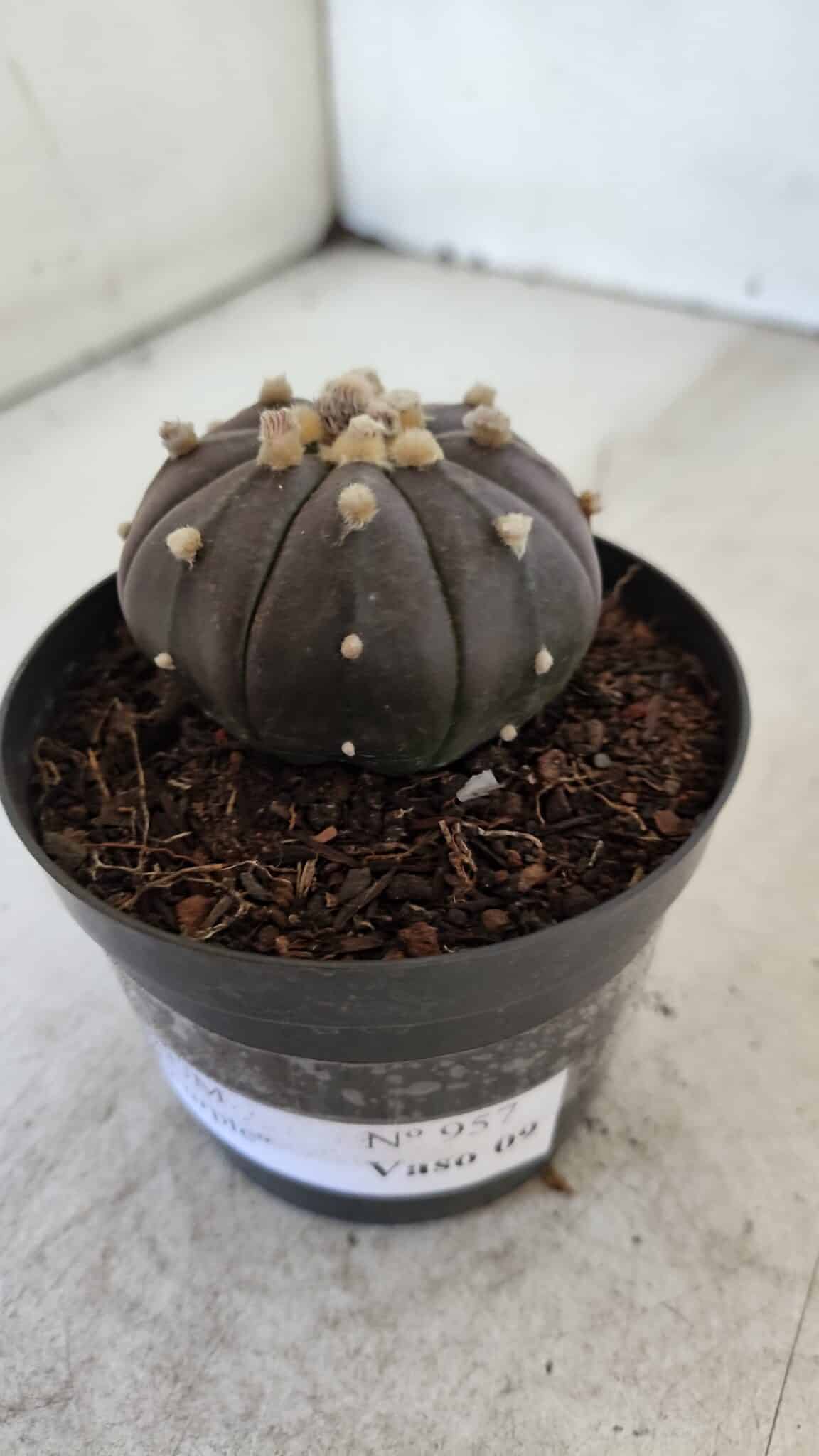 ASTROPHYTUM ASTERIAS “Purple”  Nº 957 – vaso 09 - foto 10