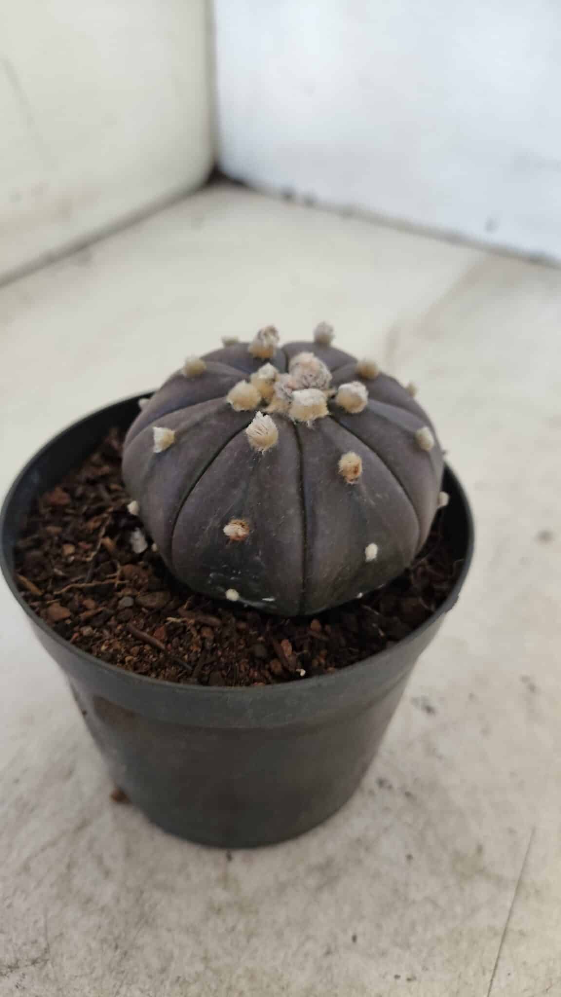ASTROPHYTUM ASTERIAS “Purple”  Nº 957 – vaso 09 - foto 9