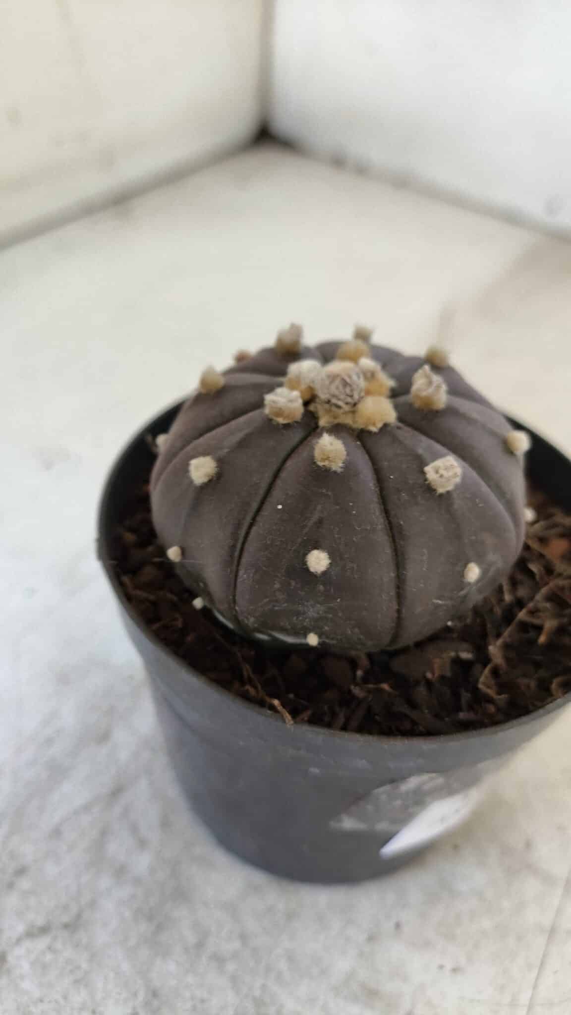 ASTROPHYTUM ASTERIAS “Purple”  Nº 957 – vaso 09 - foto 8