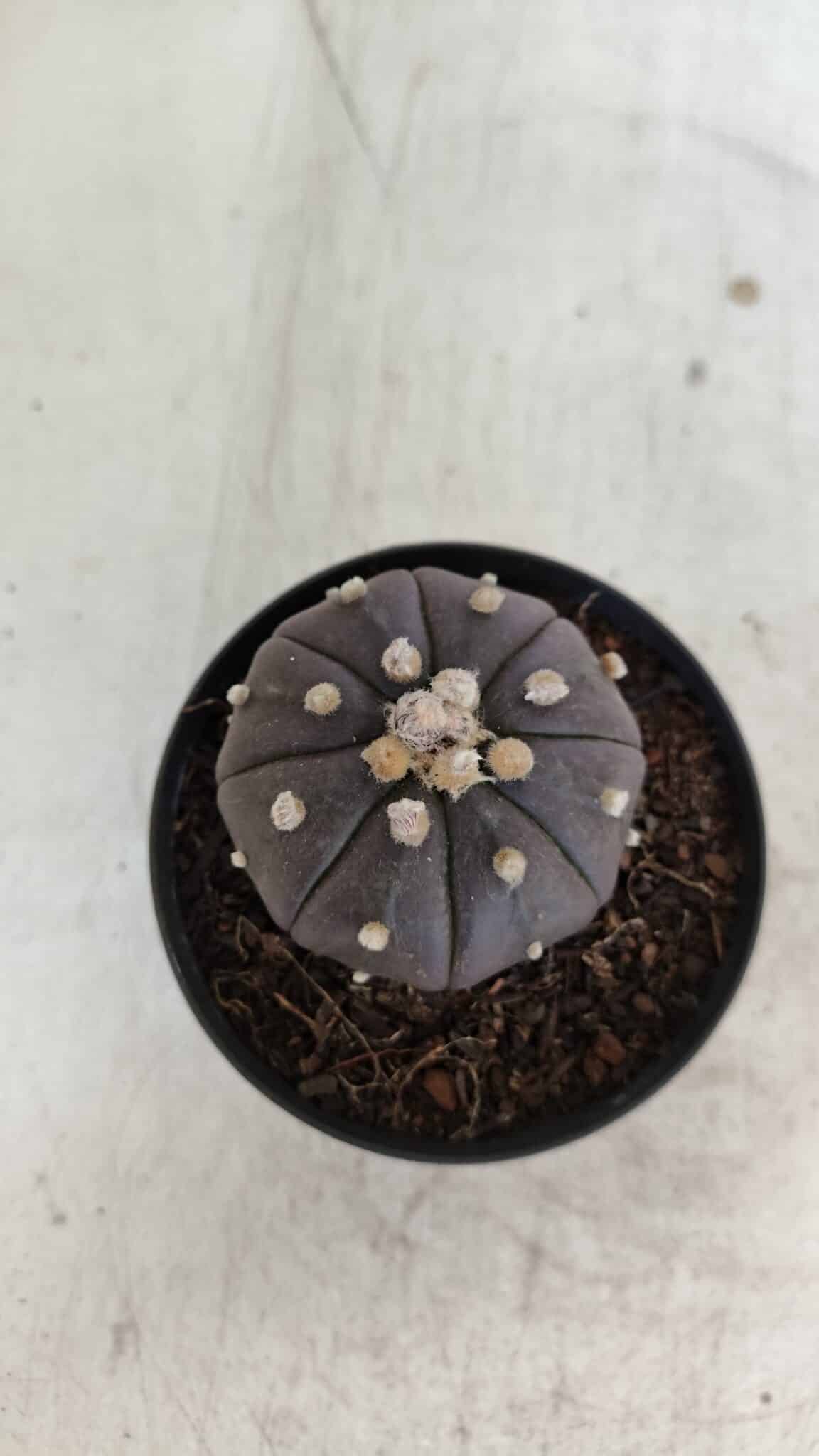 ASTROPHYTUM ASTERIAS “Purple”  Nº 957 – vaso 09 - foto 5