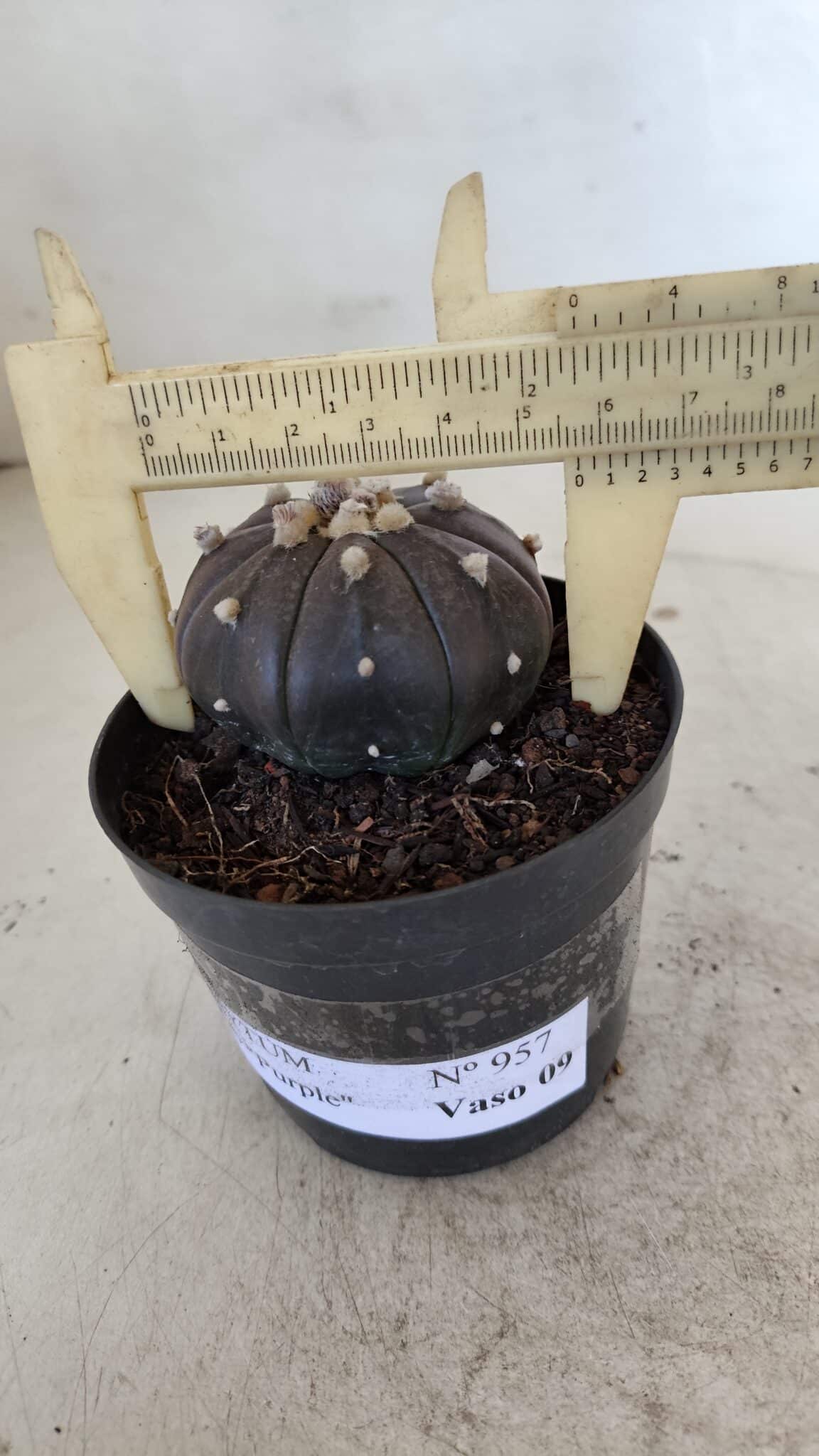 ASTROPHYTUM ASTERIAS “Purple”  Nº 957 – vaso 09 - foto 6