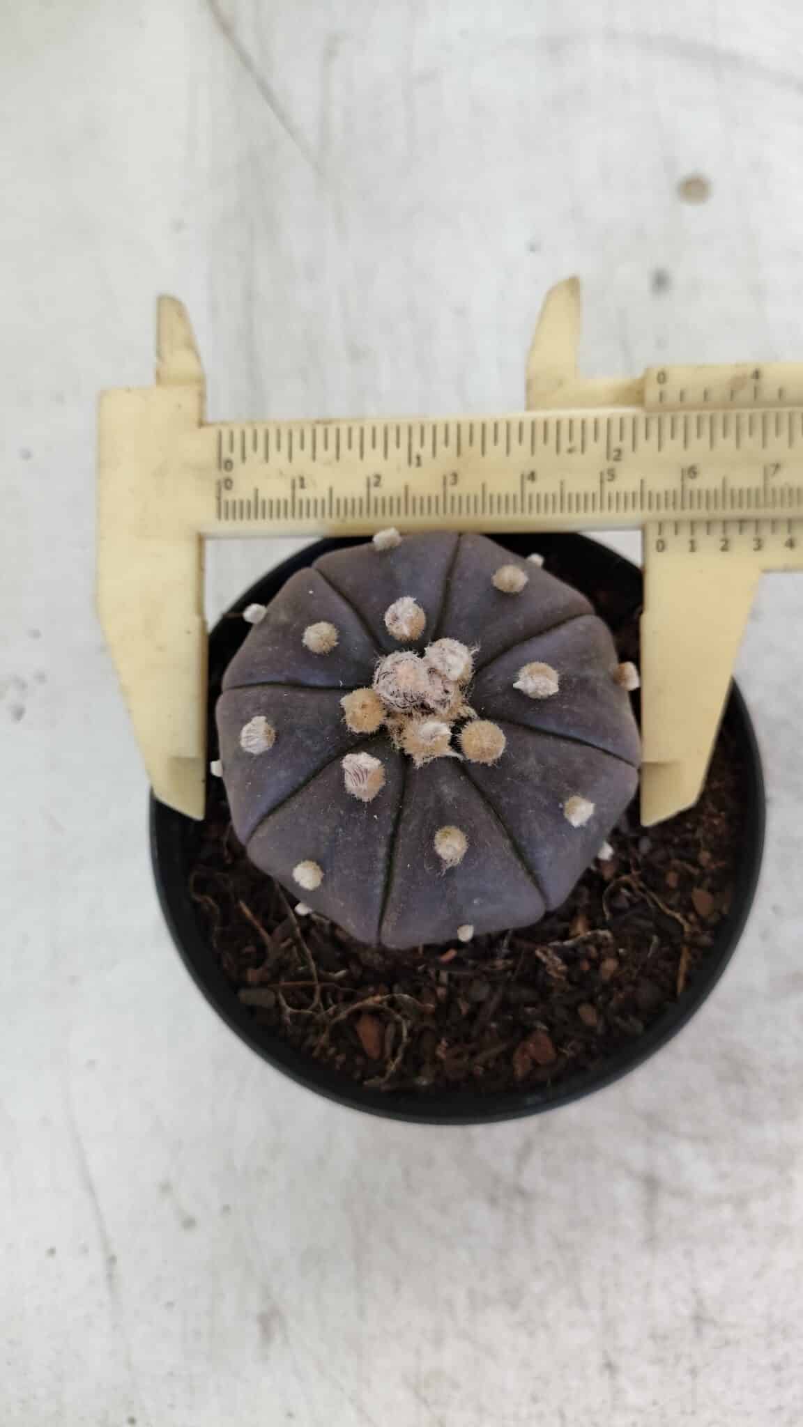 ASTROPHYTUM ASTERIAS “Purple”  Nº 957 – vaso 09 - foto 7