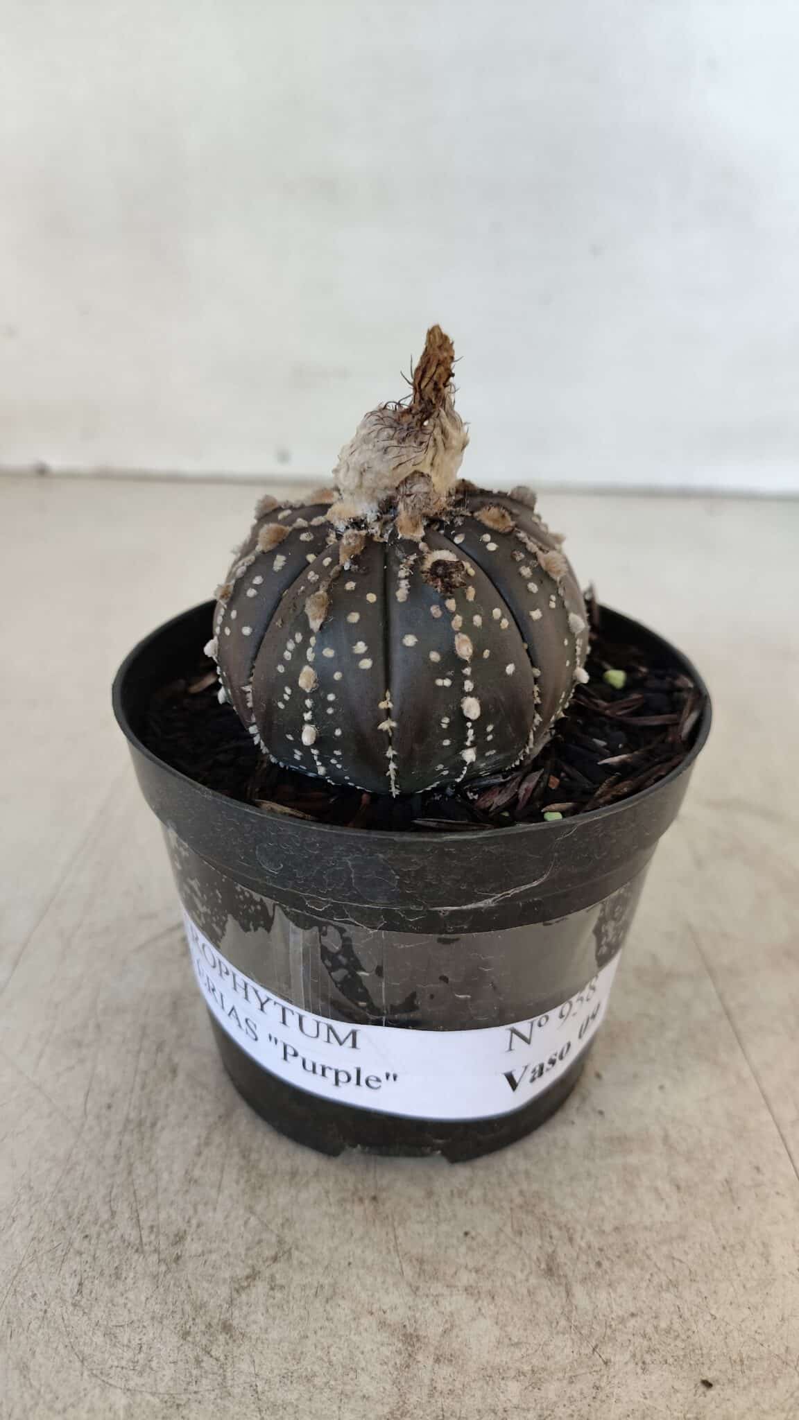 ASTROPHYTUM ASTERIAS “Purple”  Nº 958 – vaso 09