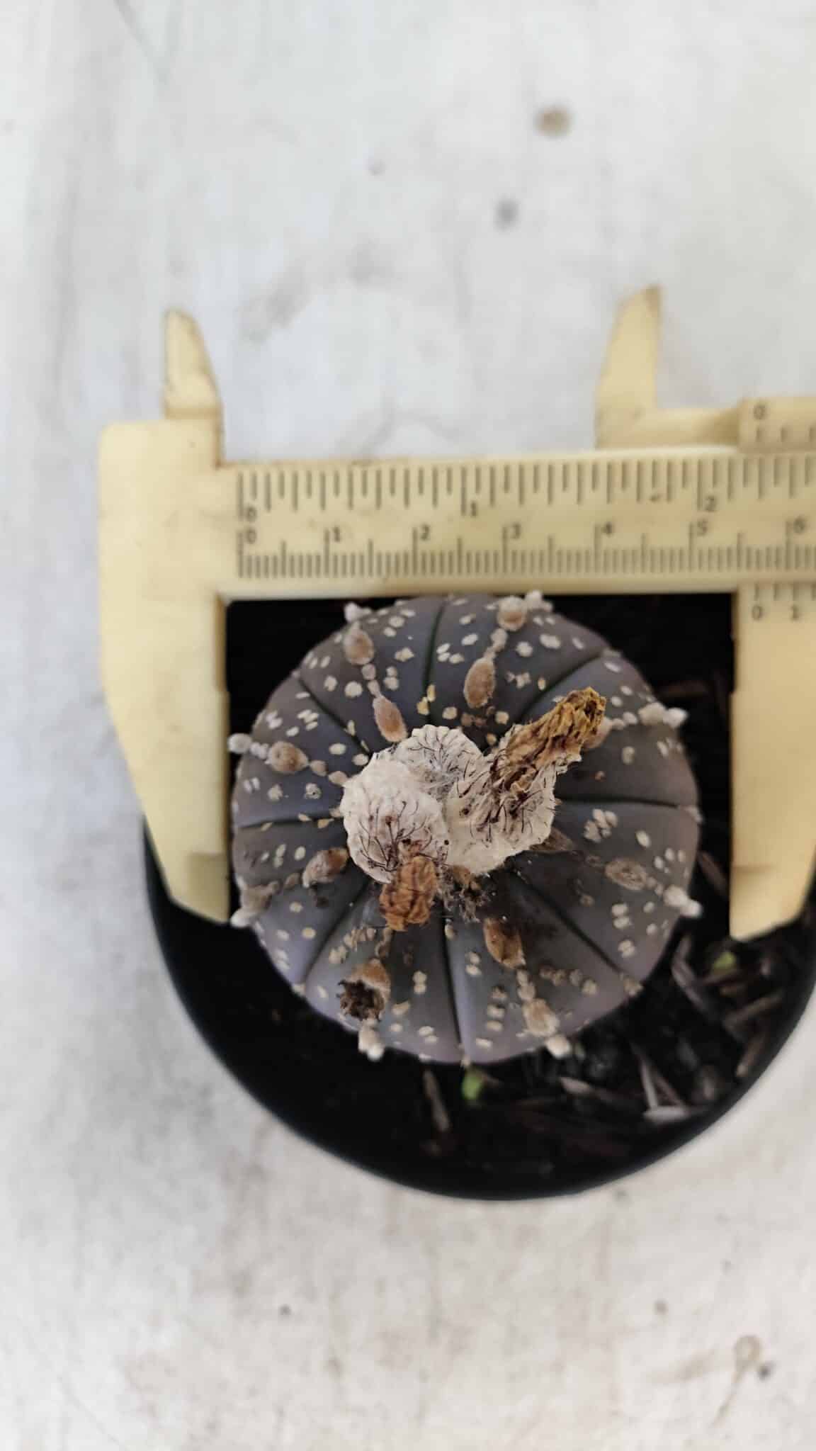 ASTROPHYTUM ASTERIAS “Purple”  Nº 958 – vaso 09