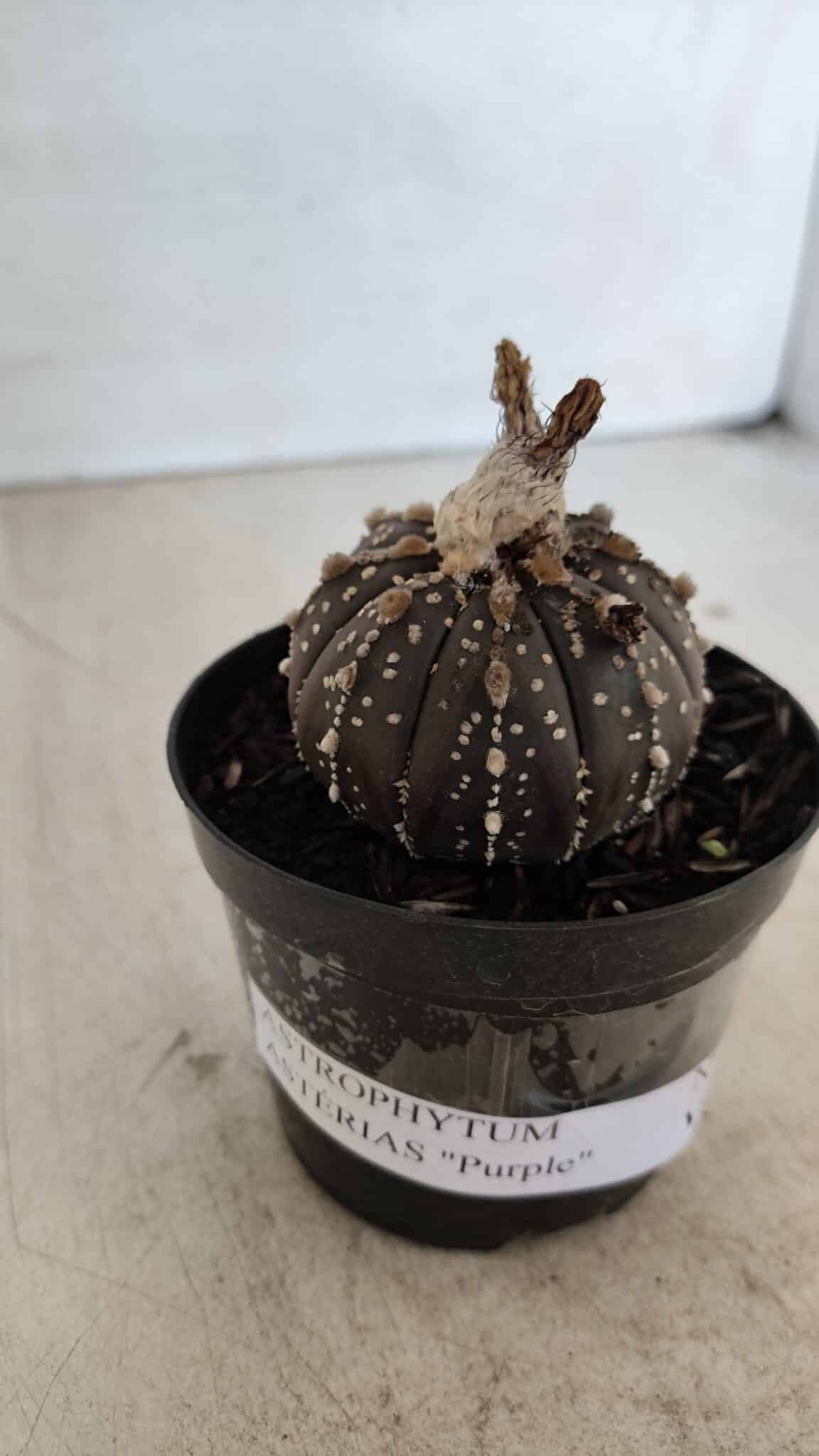 ASTROPHYTUM ASTERIAS “Purple”  Nº 958 – vaso 09
