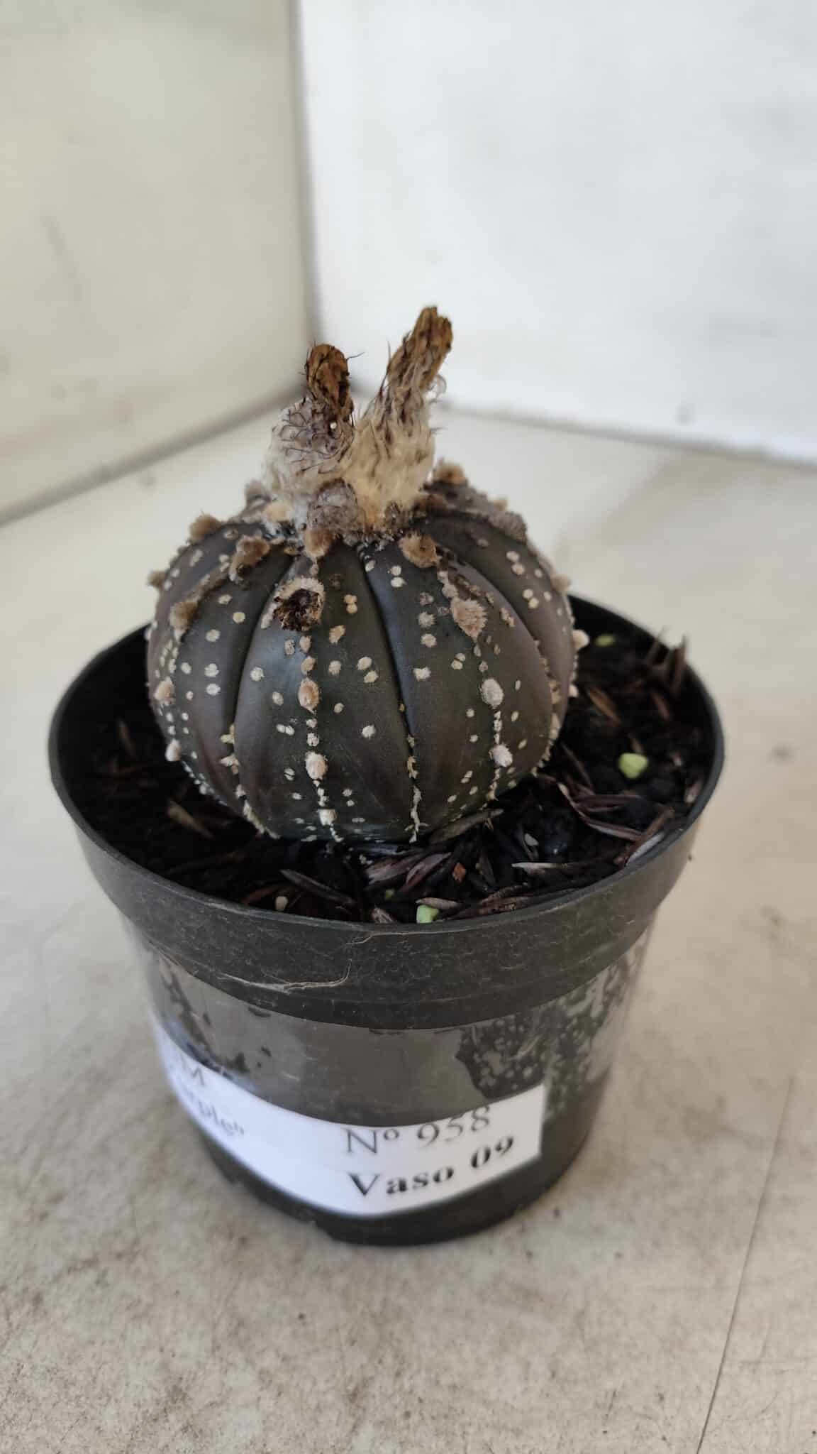 ASTROPHYTUM ASTERIAS “Purple”  Nº 958 – vaso 09