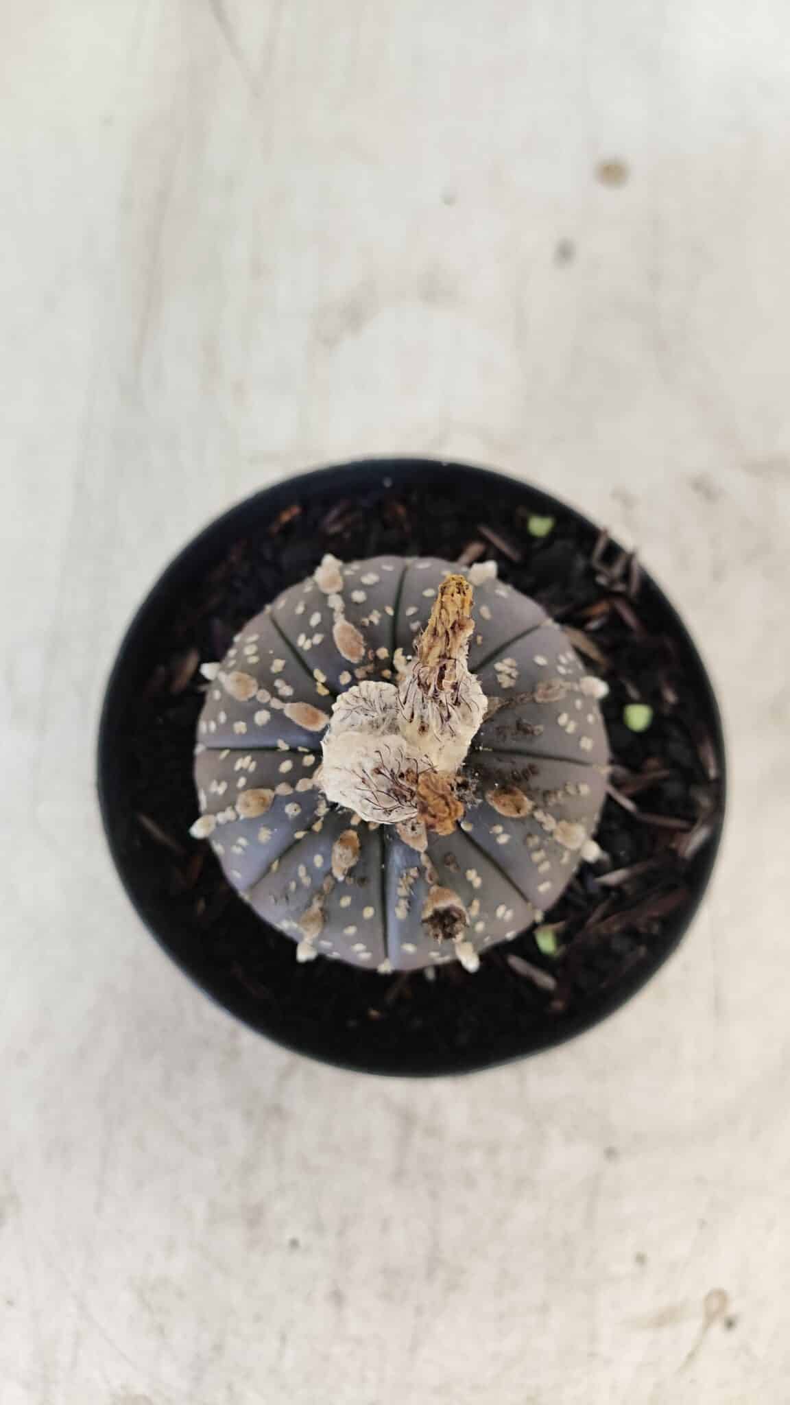 ASTROPHYTUM ASTERIAS “Purple”  Nº 958 – vaso 09